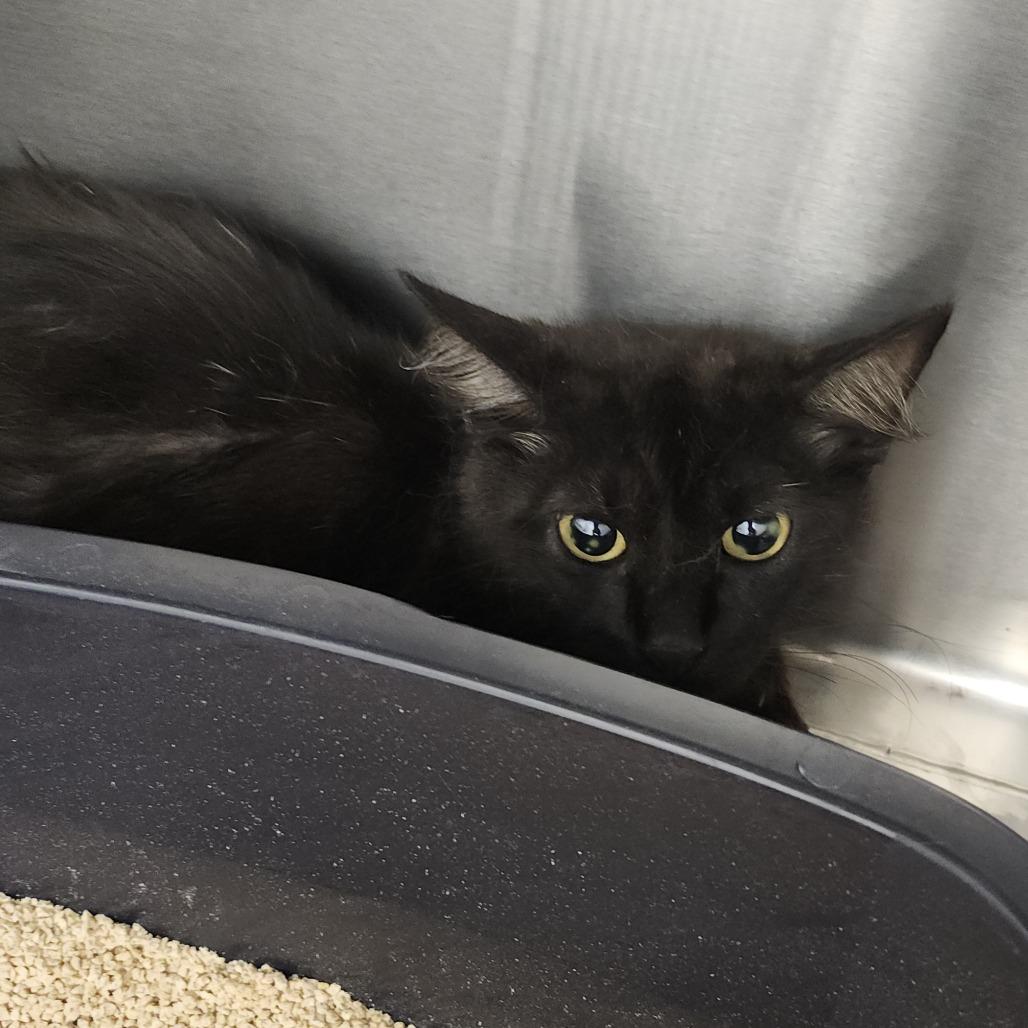 Regina, Adoptable, Young Female Domestic Medium Hair.