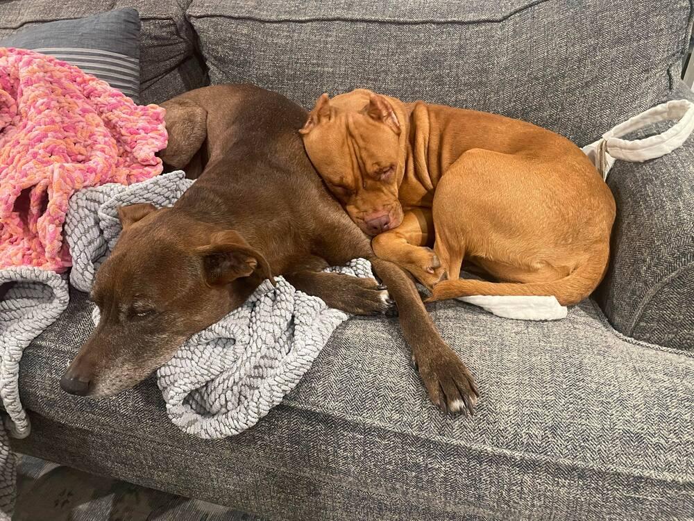 Enlarge Bodhi, a Adopted mixed breed in Easton, CT image 1/3