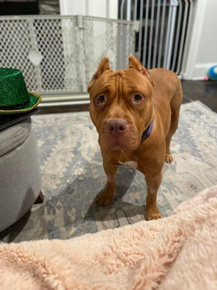 Enlarge Bodhi, a Adopted mixed breed in Easton, CT image 2/3