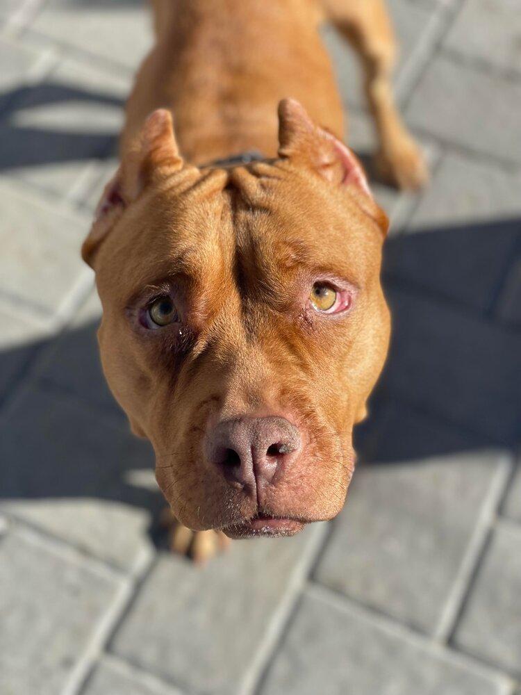 Bodhi, Adopted, Young Female Pit Bull Terrier.