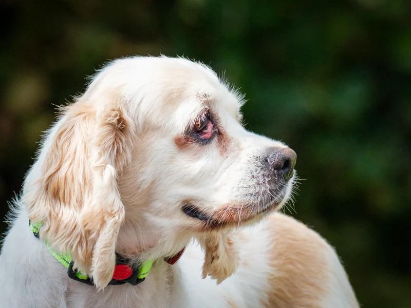 Molly, Adoptable, Adult Female Cocker Spaniel.
