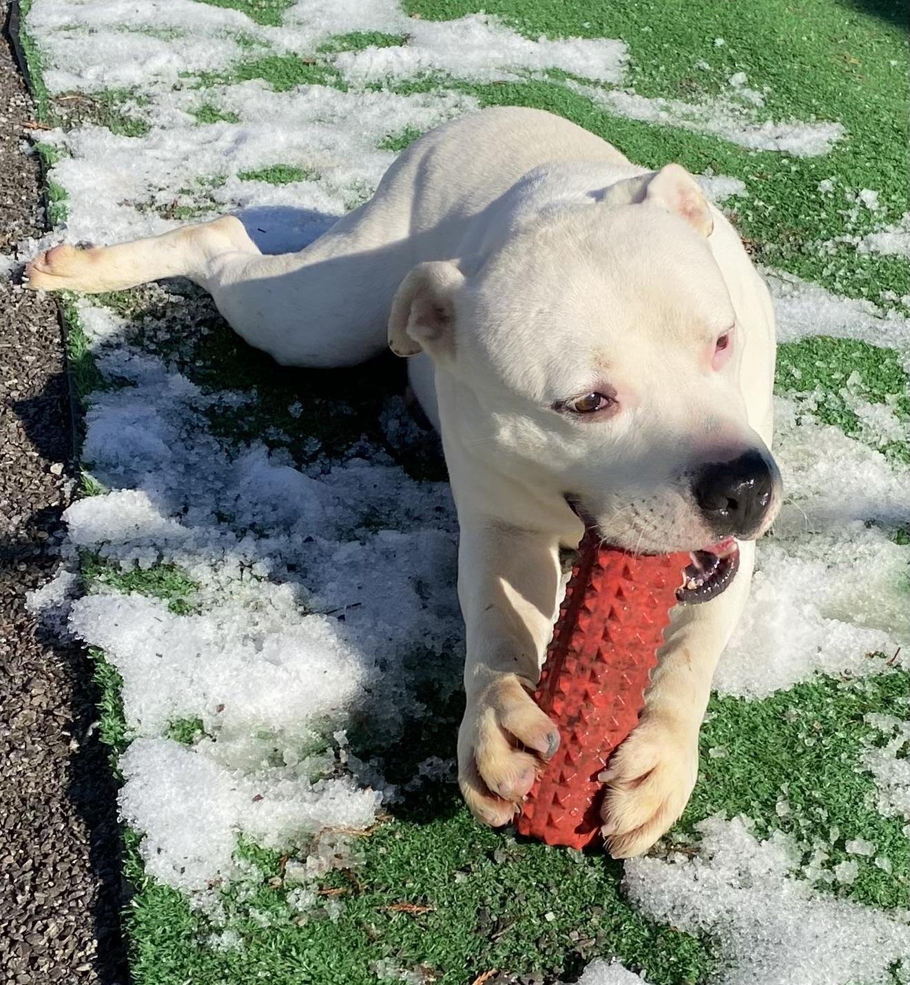 Paddy, a Adoptable mixed breed in Hartselle, AL image 1/4