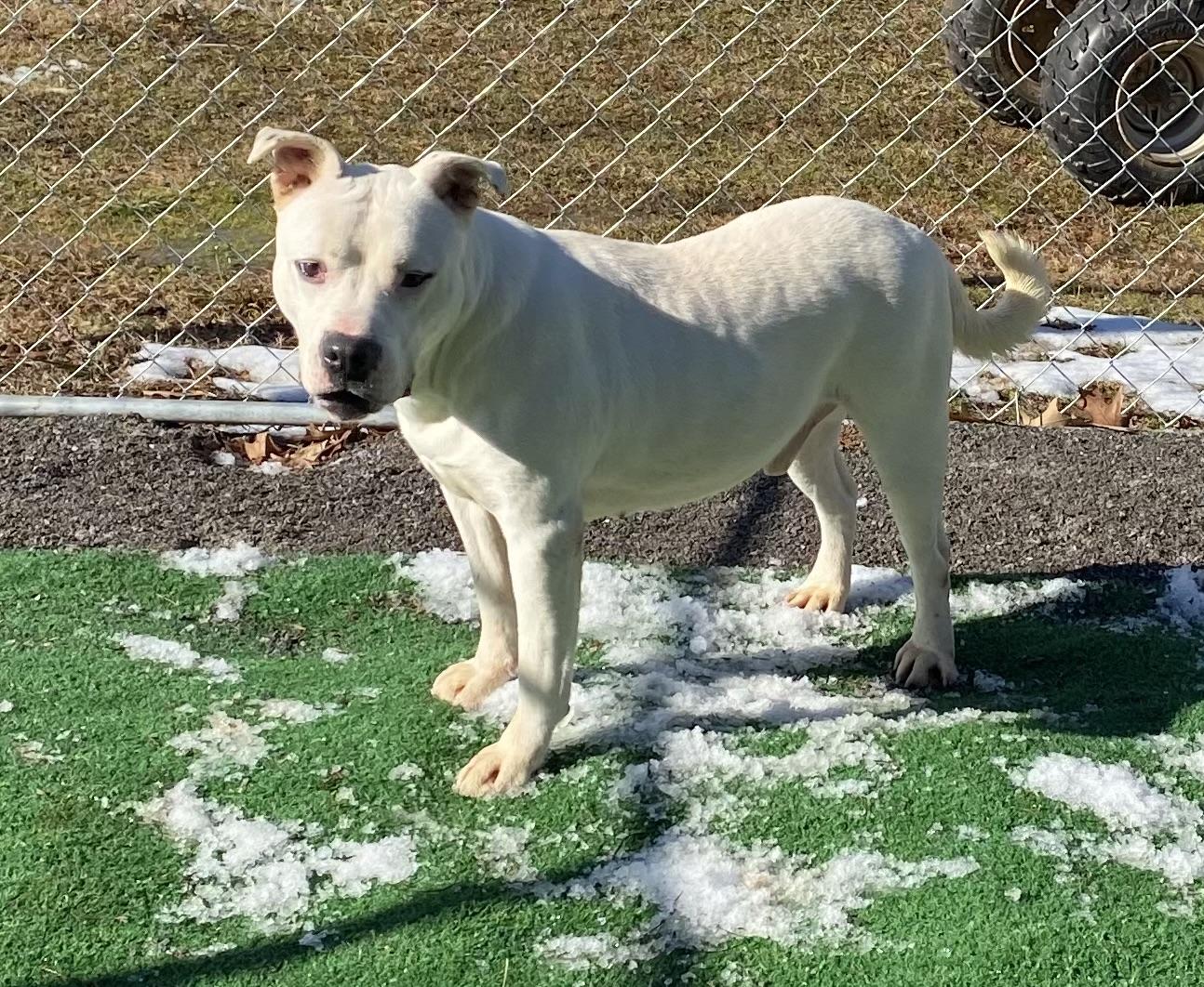Paddy, a Adoptable mixed breed in Hartselle, AL image 2/4