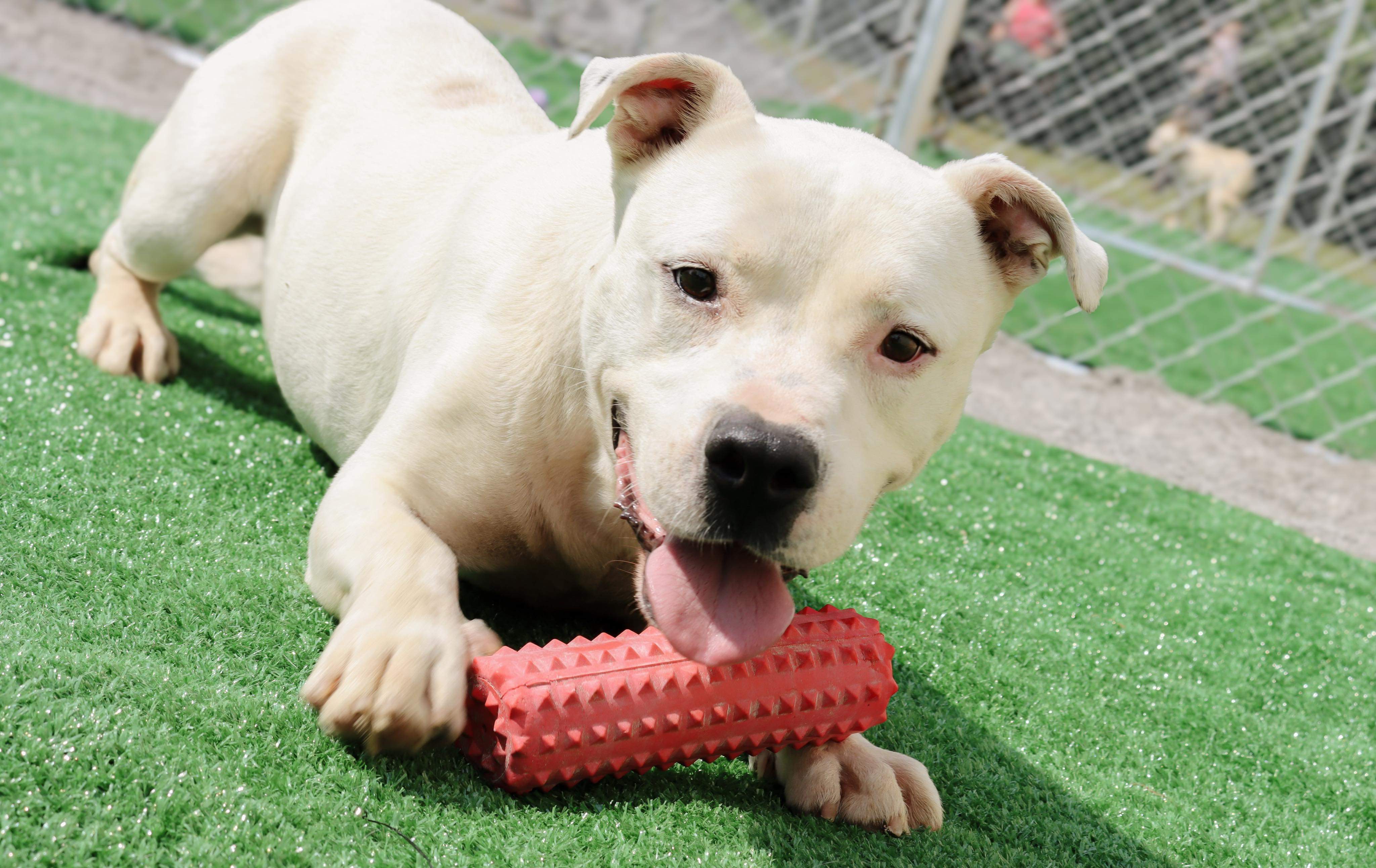 Paddy, a Adoptable mixed breed in Hartselle, AL image 3/4