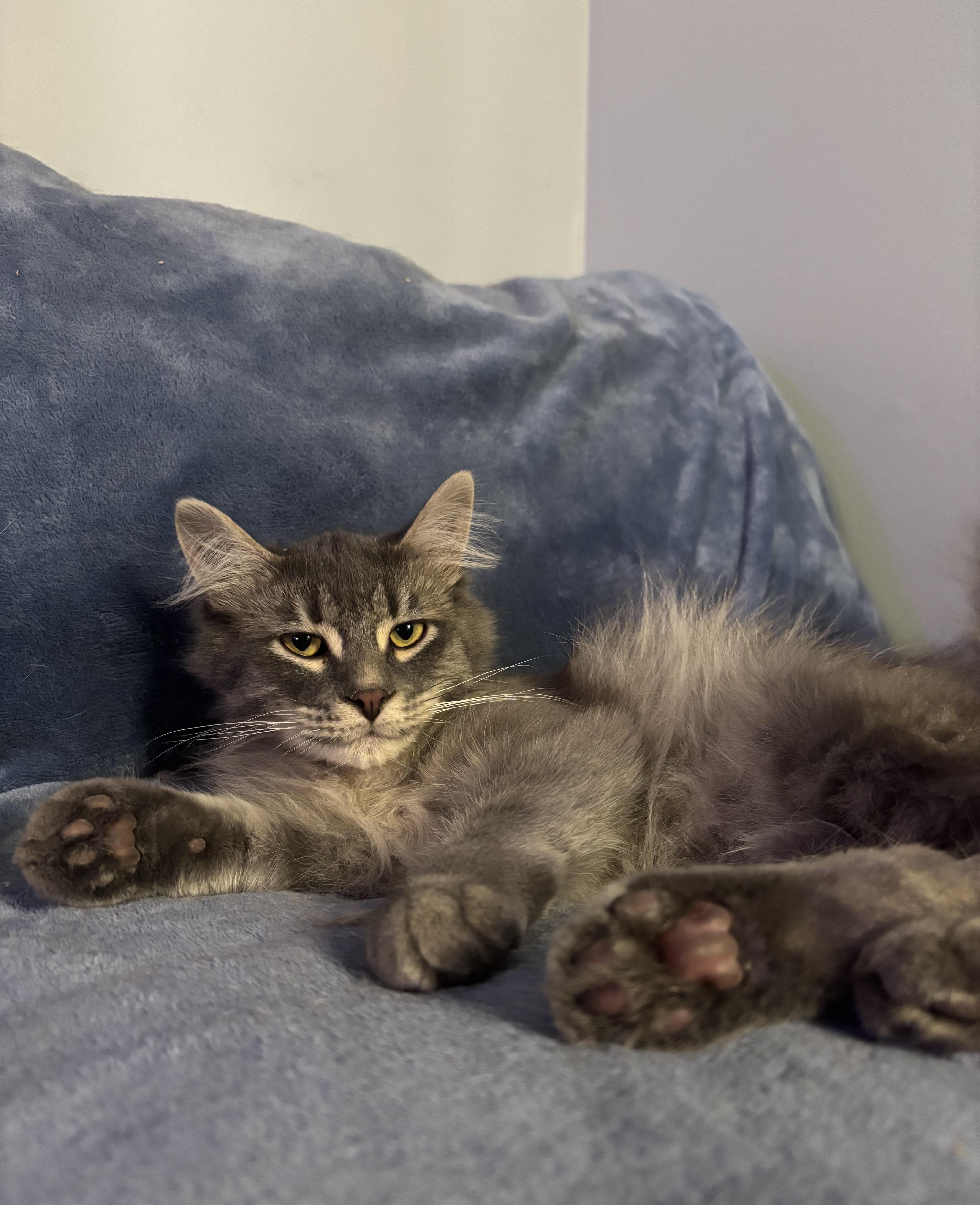 Lylo, Adoptable, Young Male Domestic Medium Hair.