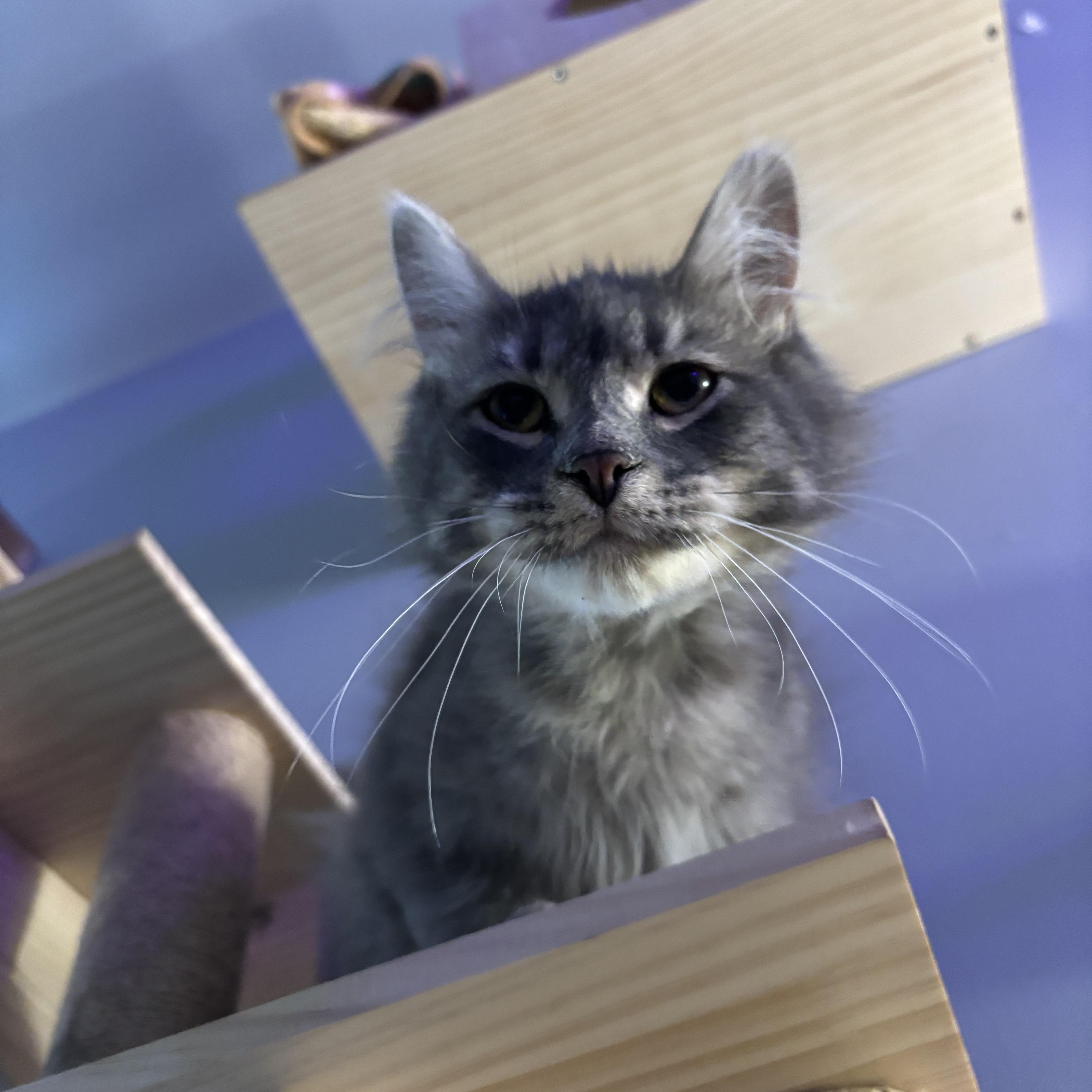 Lylo, a Adoptable Domestic Medium Hair in Ortonville, MI image 2/5