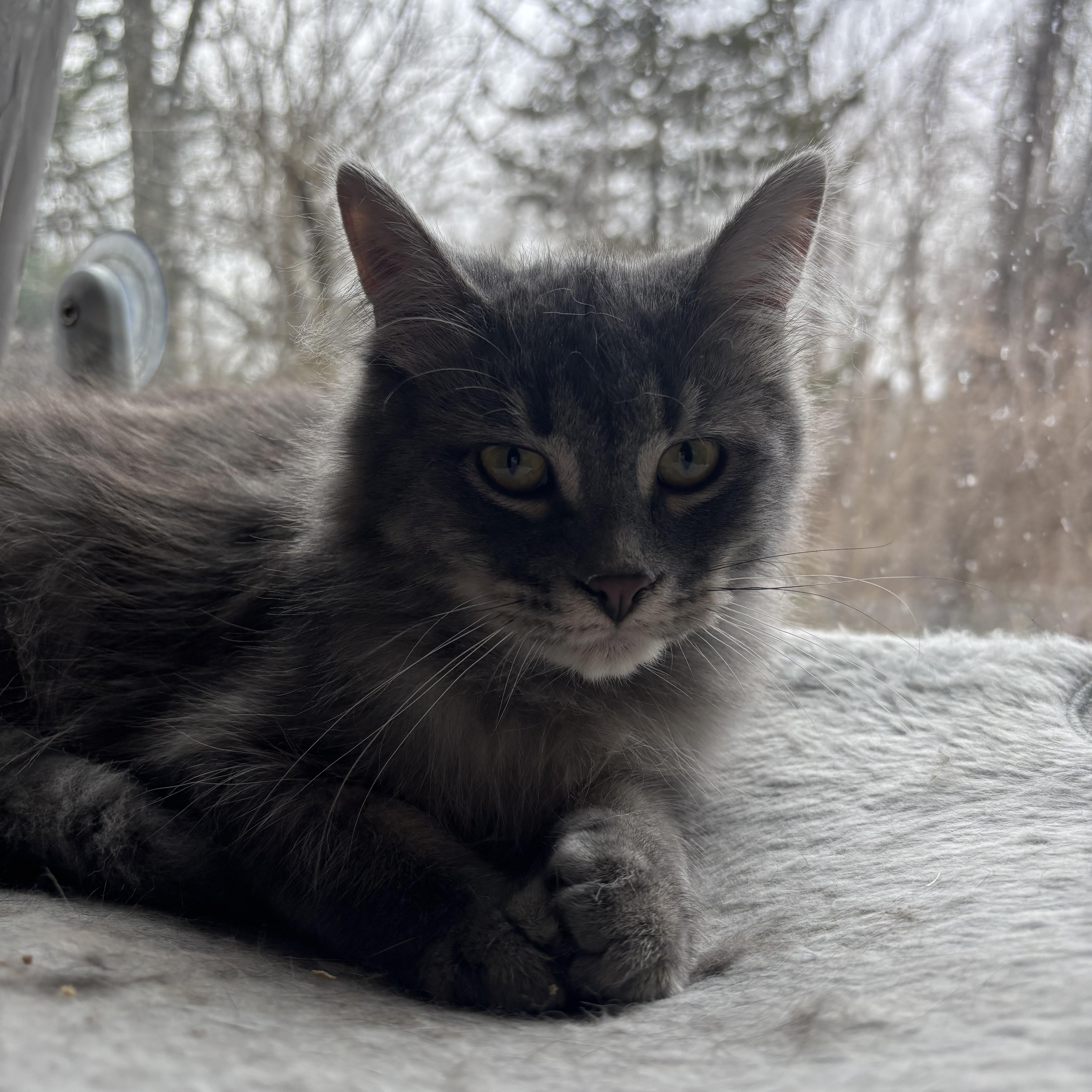 Lylo, a Adoptable Domestic Medium Hair in Ortonville, MI image 3/5