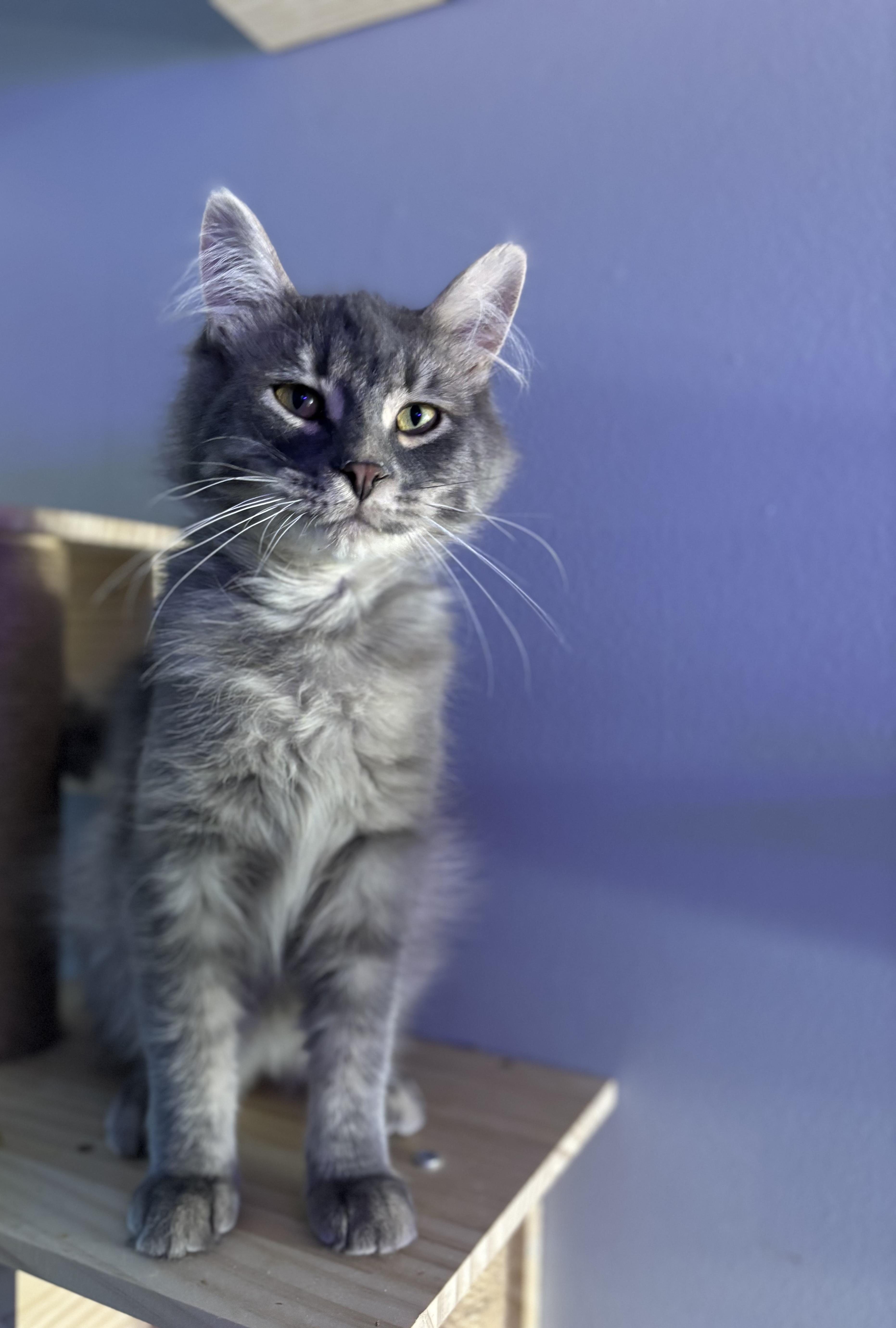 Lylo, a Adoptable Domestic Medium Hair in Ortonville, MI image 4/5