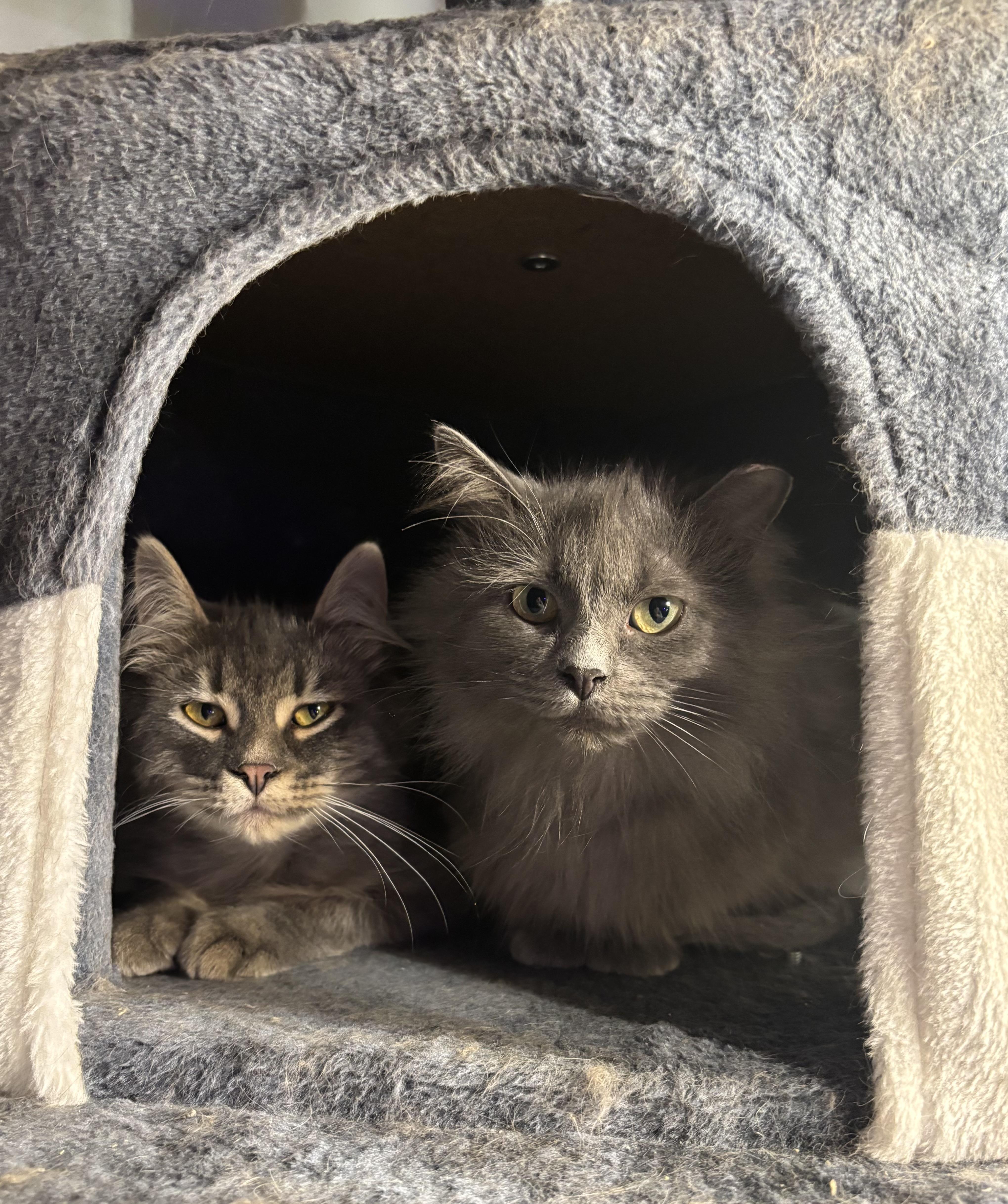 Lylo, a Adoptable Domestic Medium Hair in Ortonville, MI image 5/5