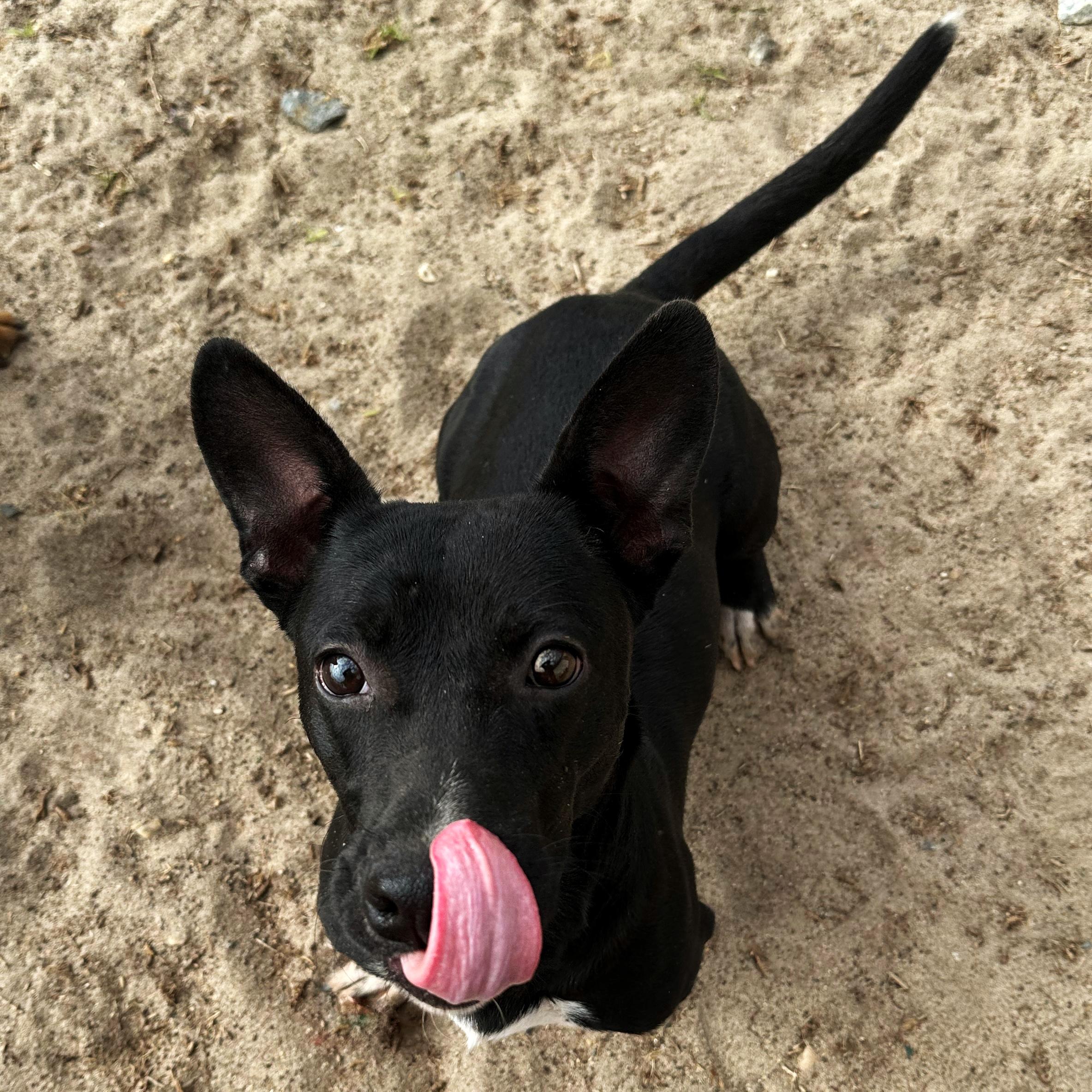 Martini, Adoptable, Young Male Dachshund & Bulldog.
