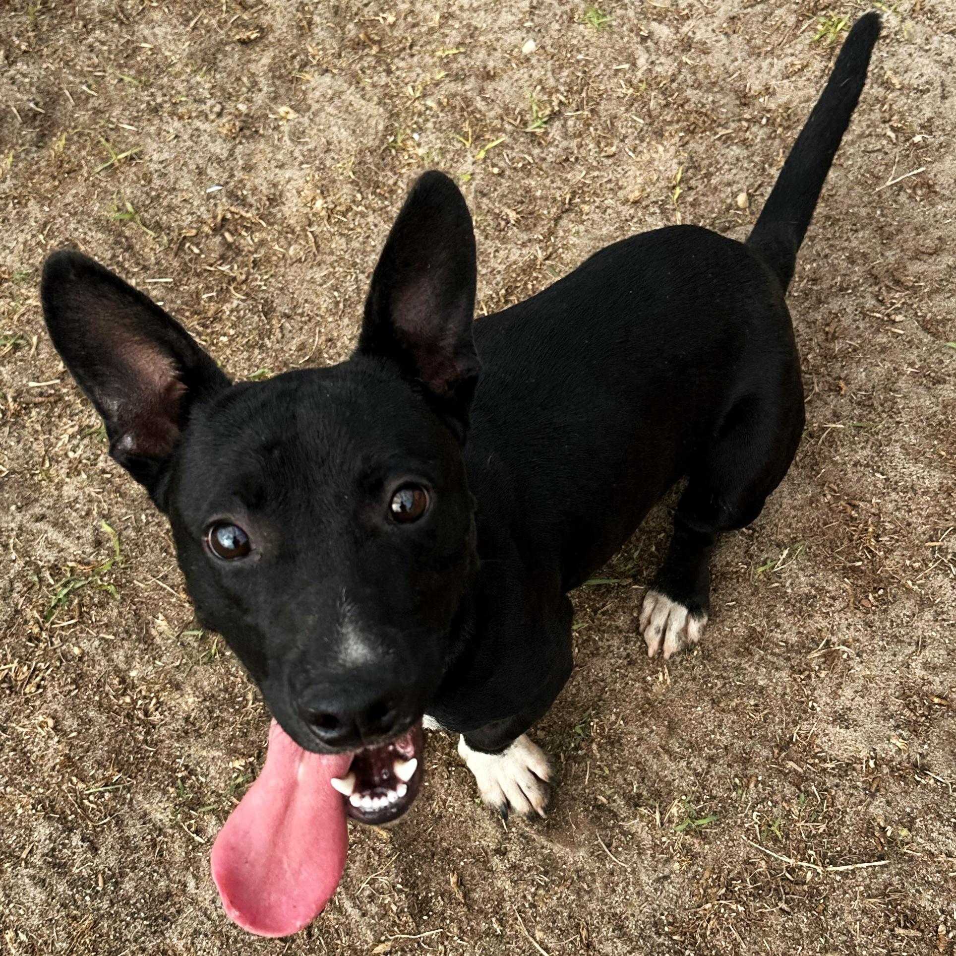 Martini, a Adoptable mixed breed in Valdosta, GA image 2/5