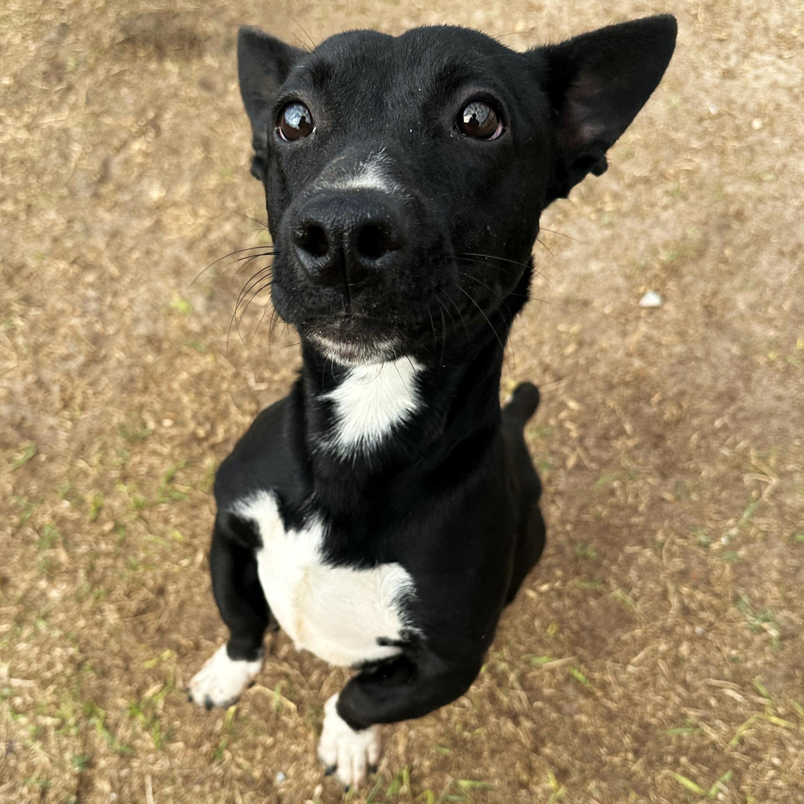 Martini, a Adoptable mixed breed in Valdosta, GA image 3/5