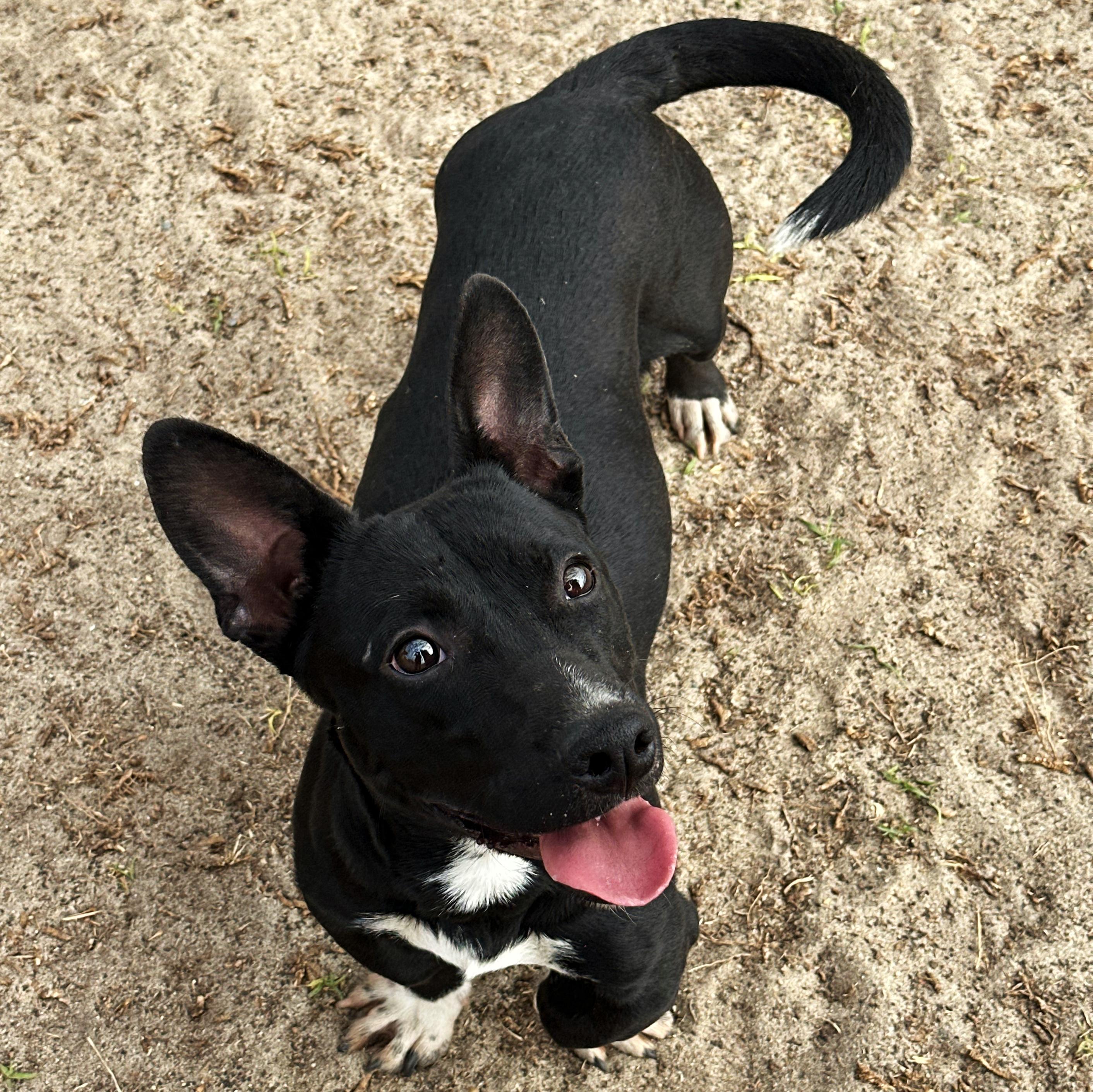 Martini, a Adoptable mixed breed in Valdosta, GA image 4/5