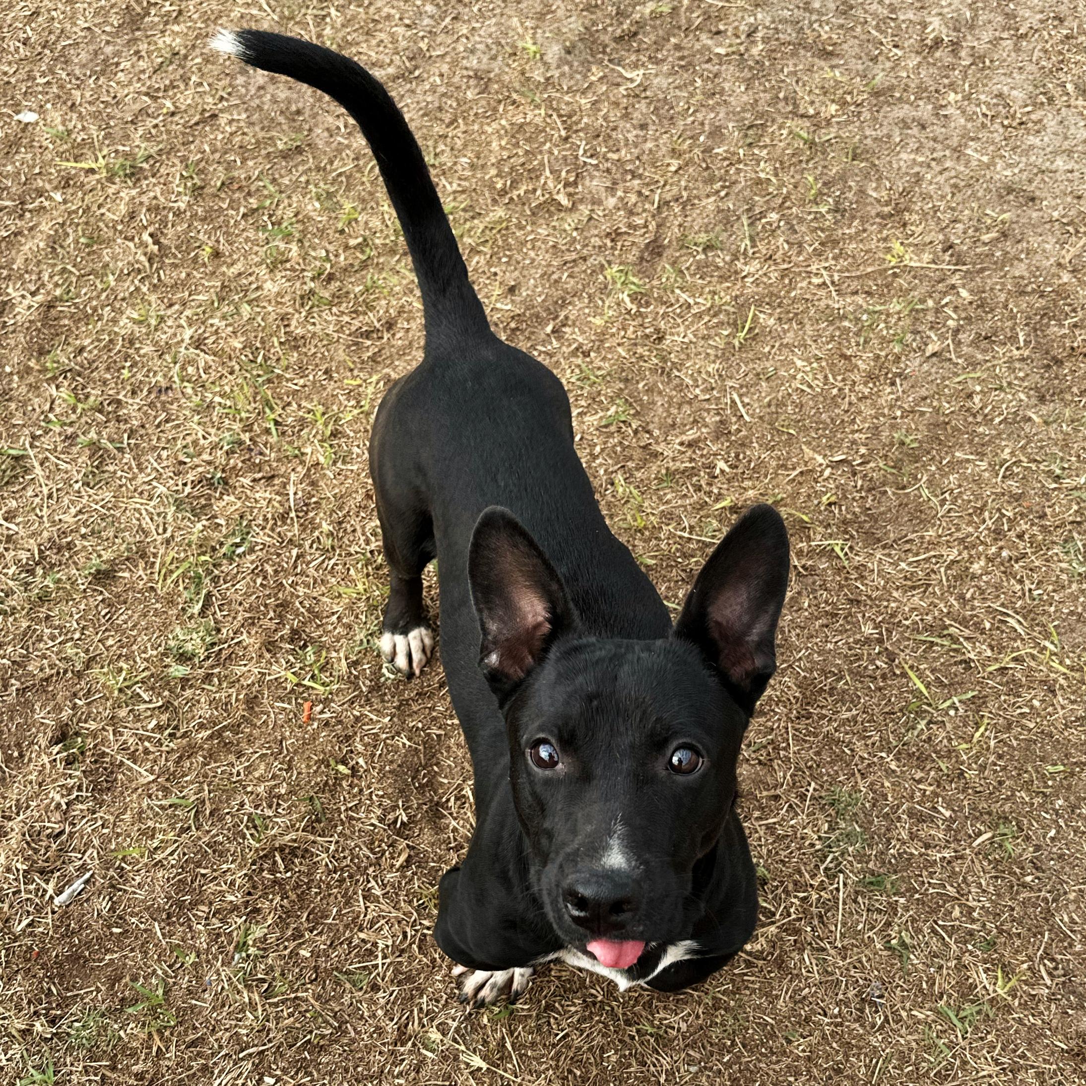 Martini, a Adoptable mixed breed in Valdosta, GA image 5/5