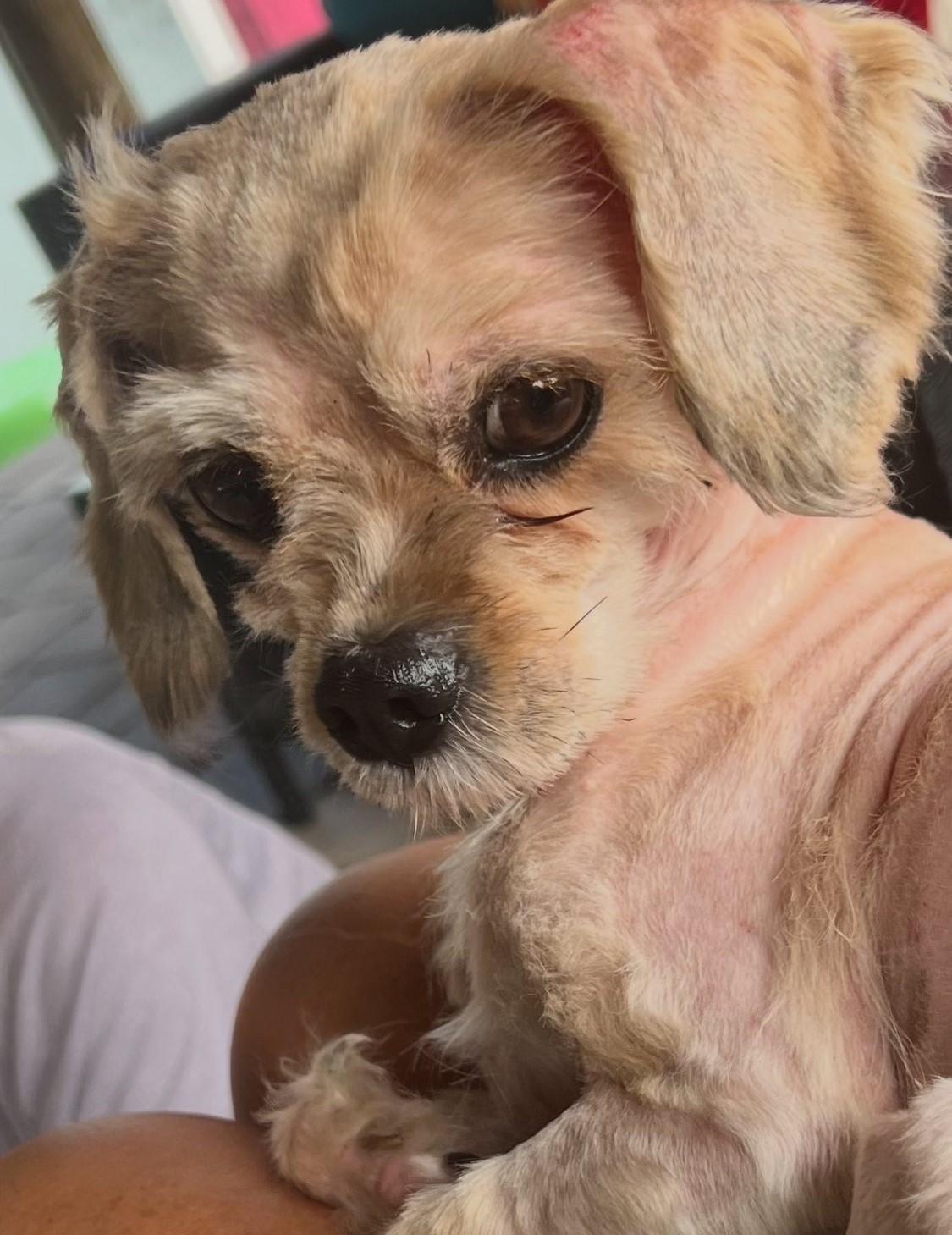 Enlarge Noodles, a Adopted Shih Tzu in Oakland Park, FL image 1/2