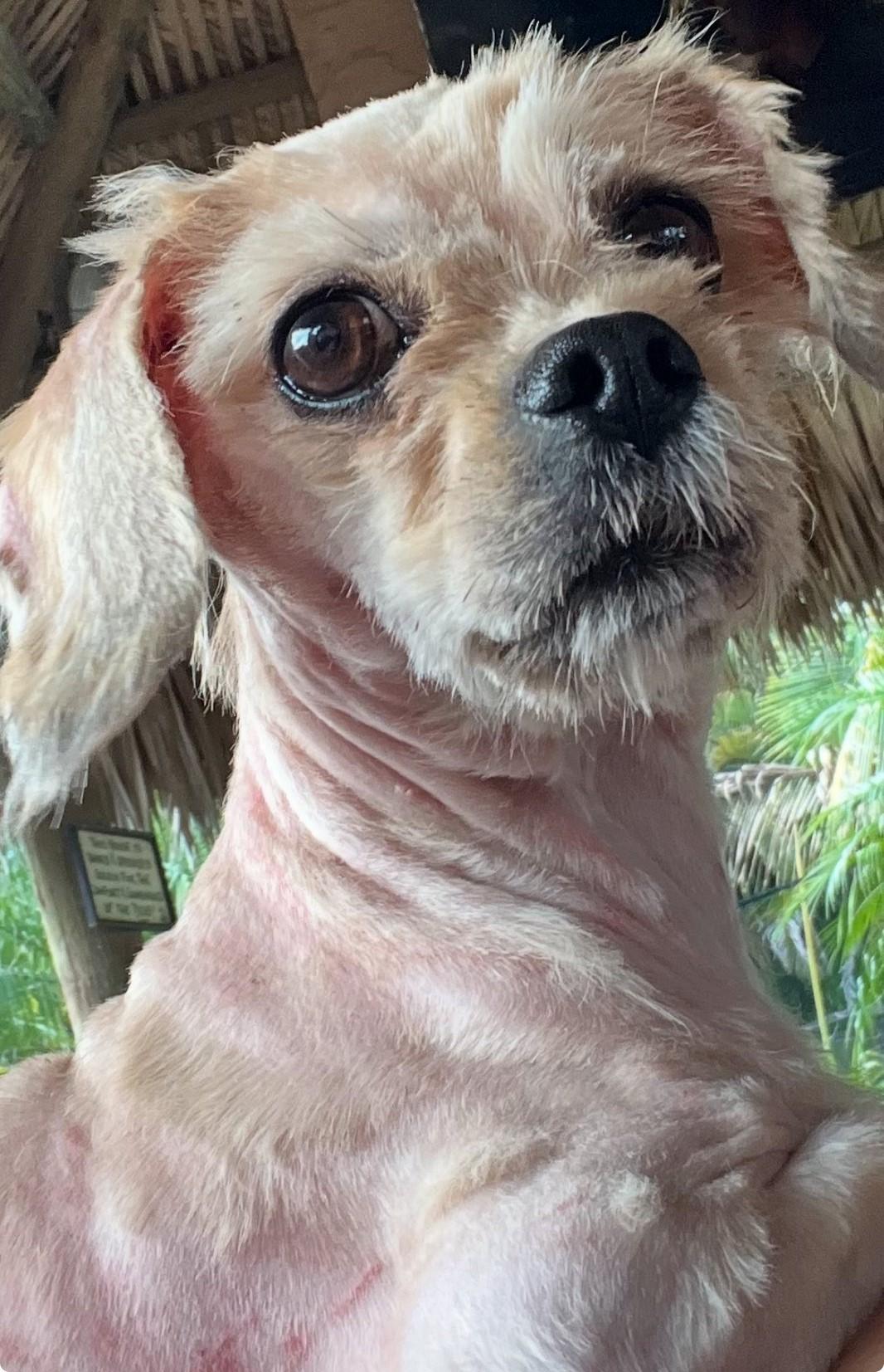 Noodles, Adopted, Adult Female Shih Tzu.
