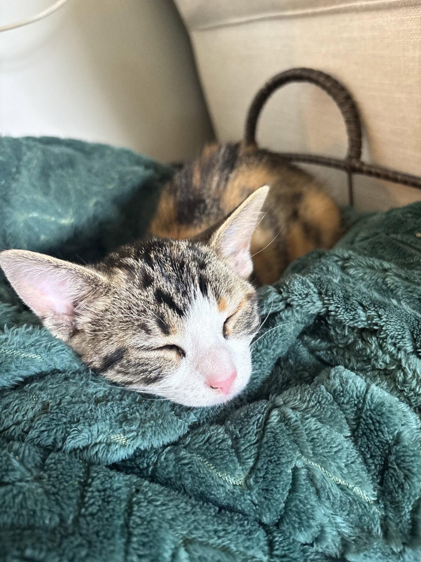 Penelope, Adopted, Kitten Female Calico & Tabby.