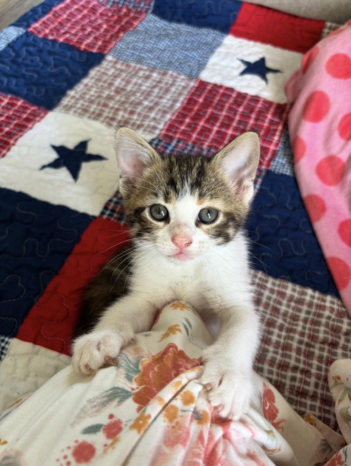 Enlarge Penelope, a Adopted mixed breed in Georgetown, KY image 3/3