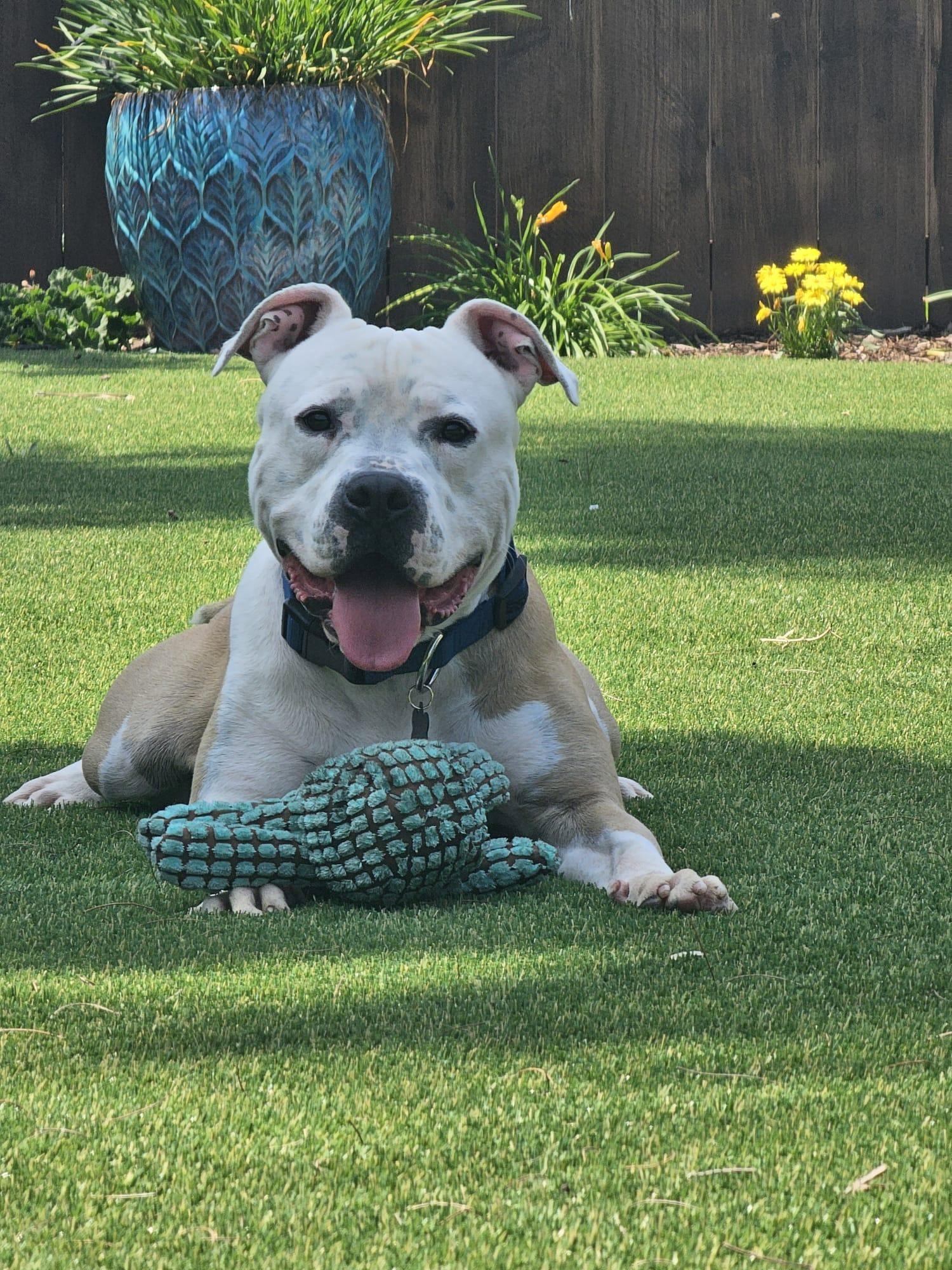 Enlarge Tuck, a Adoptable Pit Bull Terrier in San Diego, CA image 3/3