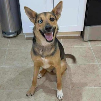 Enlarge Venus, an adopted Shepherd in Center Point, TX image 1/1