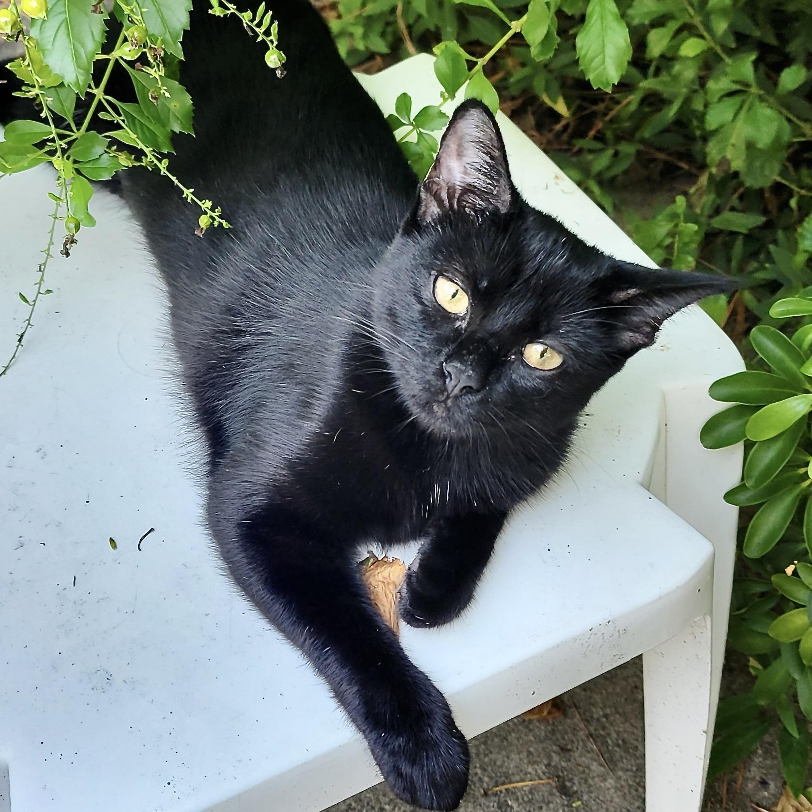 Enlarge Buttons & Willow, a Adoptable Bombay in Latham, NY image 5/6