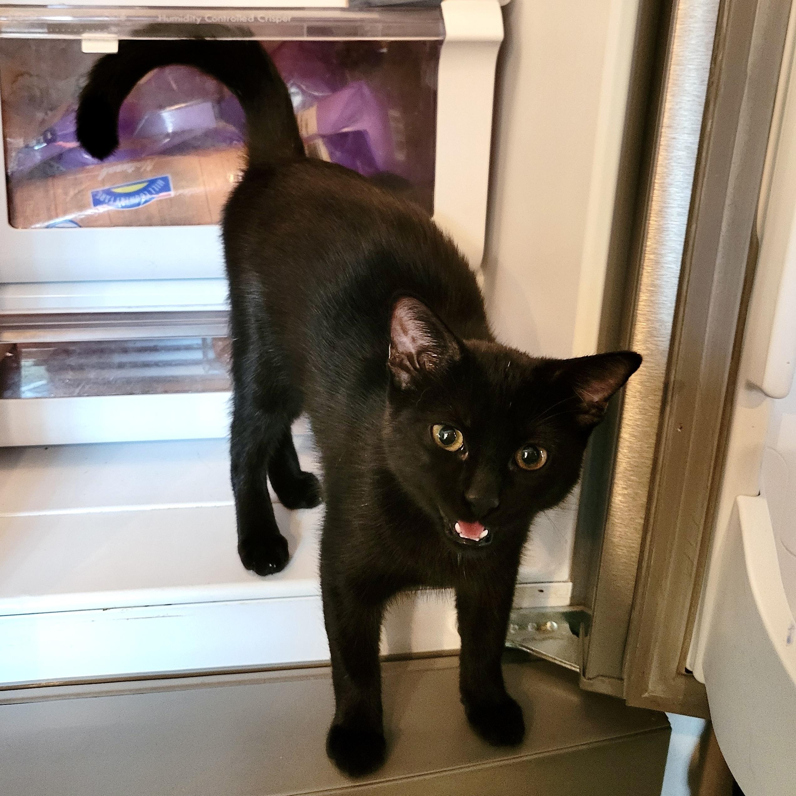 Enlarge Buttons & Willow, a Adoptable Bombay in Latham, NY image 2/6