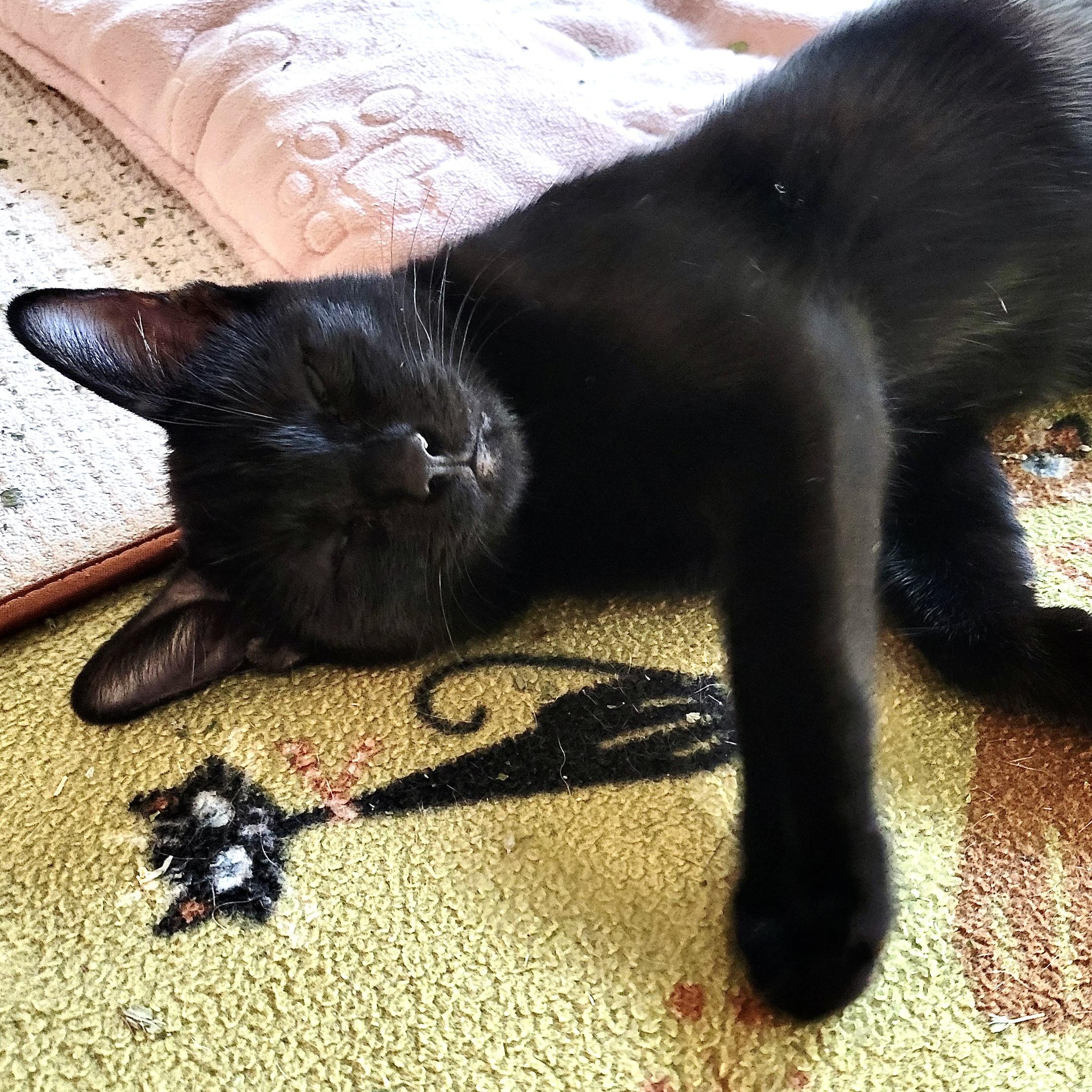 Enlarge Buttons & Willow, a Adoptable Bombay in Latham, NY image 3/6