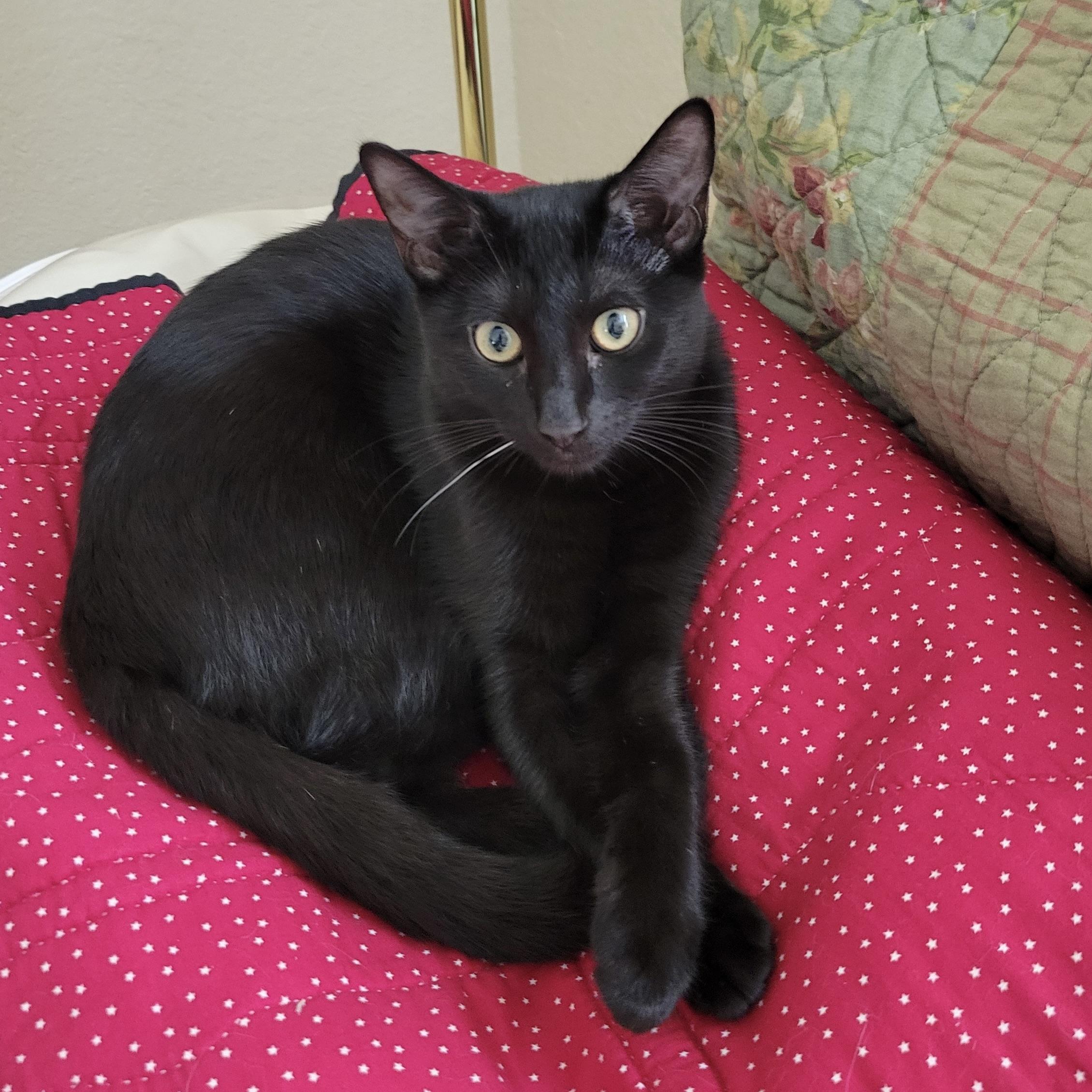Enlarge Buttons & Willow, a Adoptable Bombay in Latham, NY image 4/6