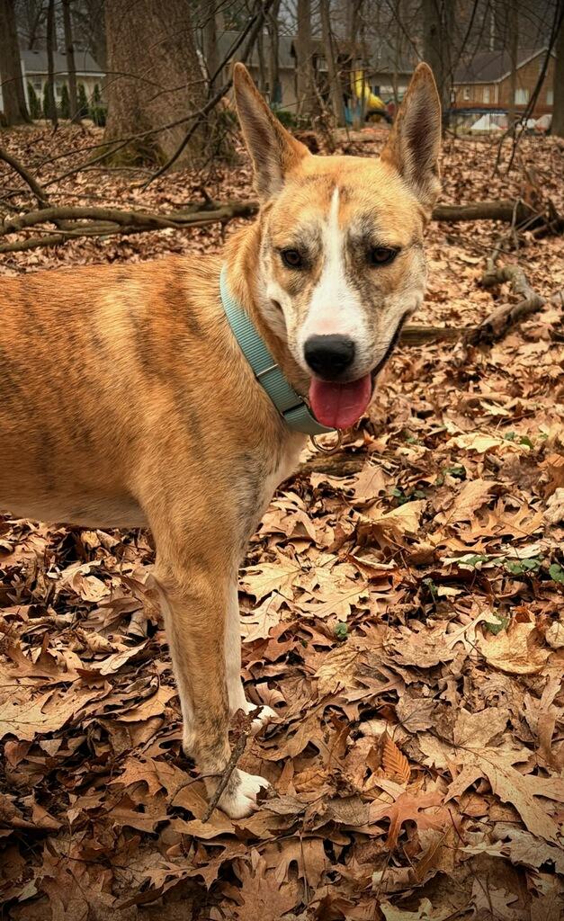 Enlarge Onyx - In Foster, a ADOPTABLE mixed breed in Kalamazoo, MI image 4/5