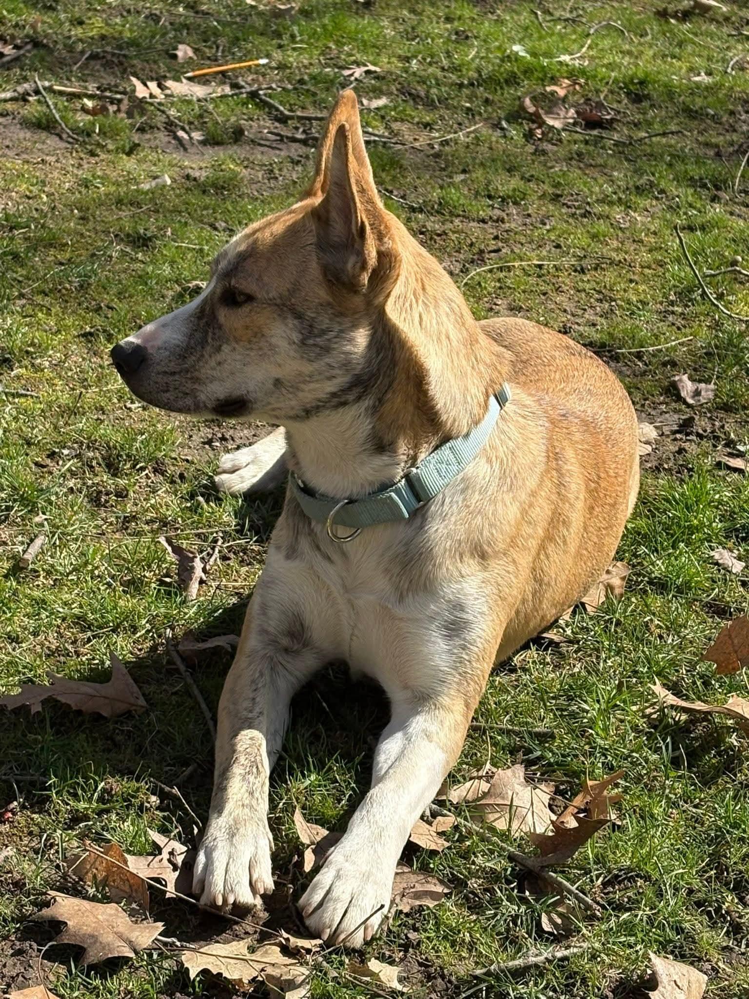 Enlarge Onyx - In Foster, a ADOPTABLE mixed breed in Kalamazoo, MI image 5/5