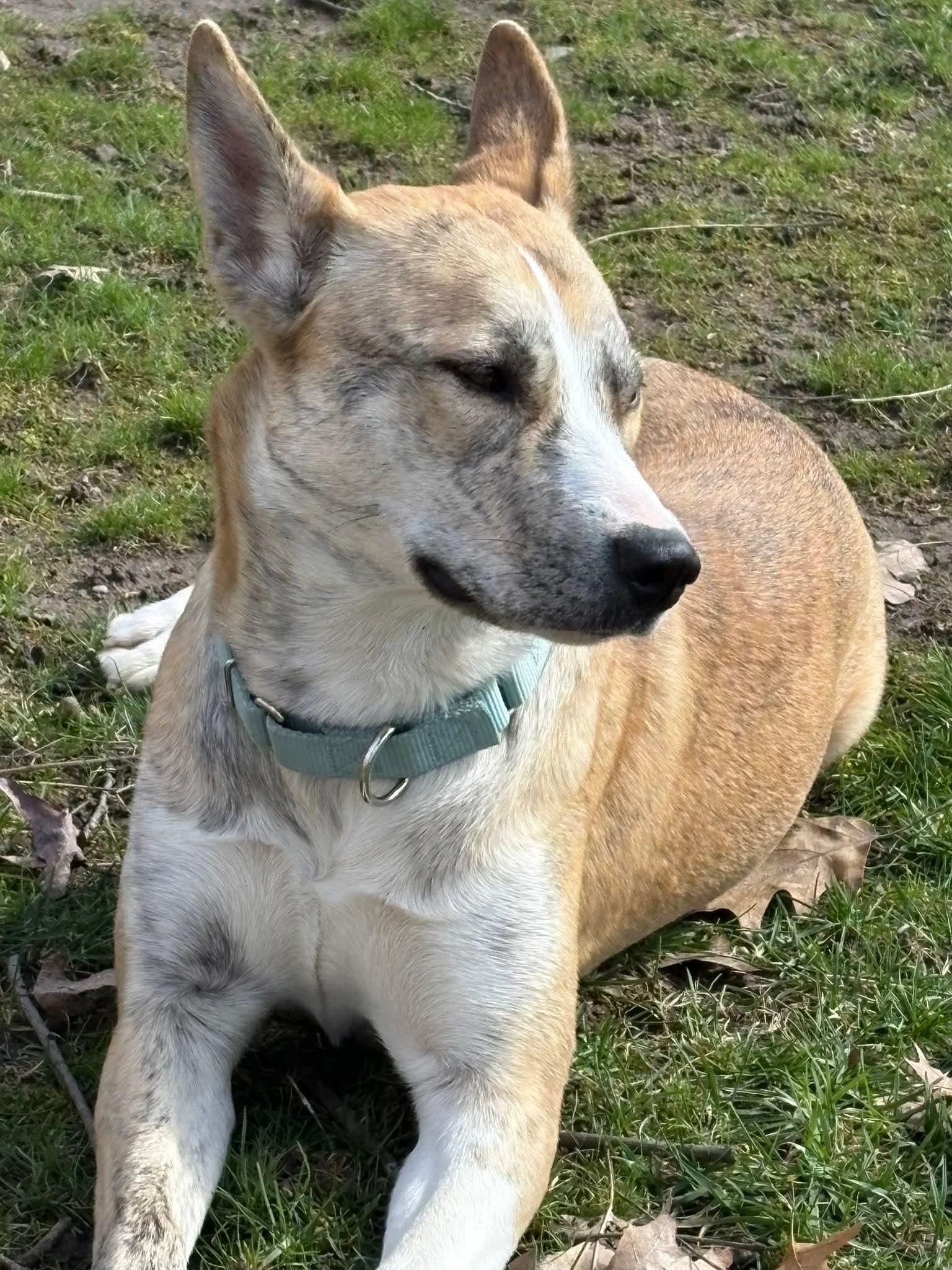 Enlarge Onyx - In Foster, a ADOPTABLE mixed breed in Kalamazoo, MI image 3/5