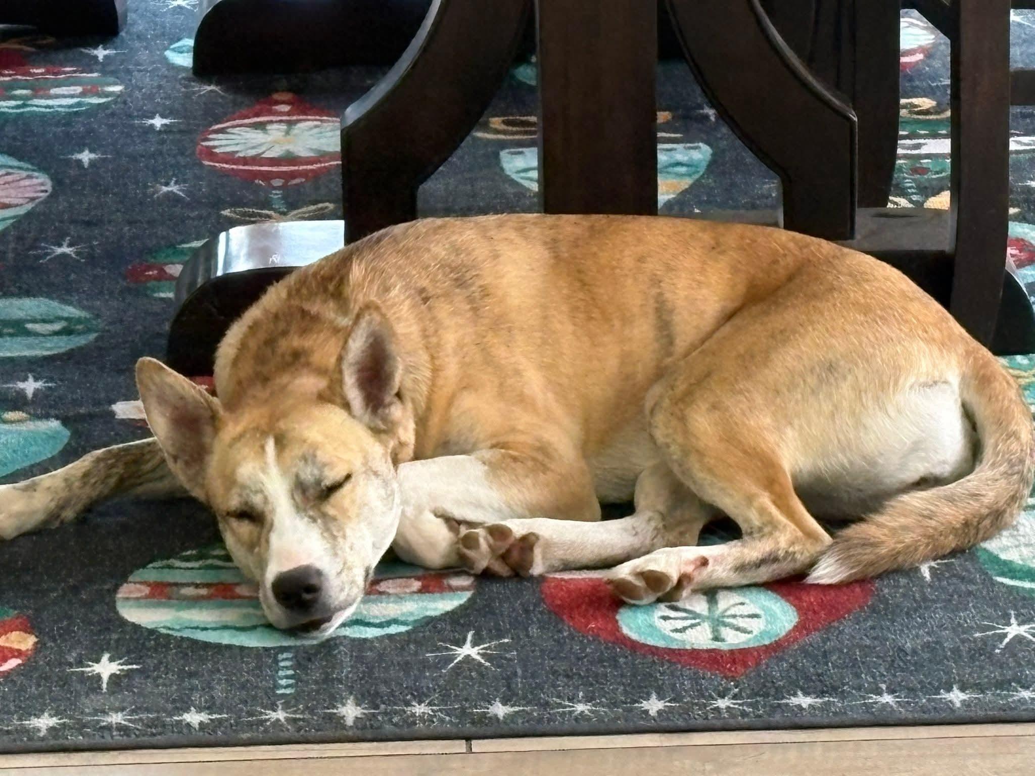 Onyx - In Foster, ADOPTABLE, Young Female Labrador Retriever & Hound.