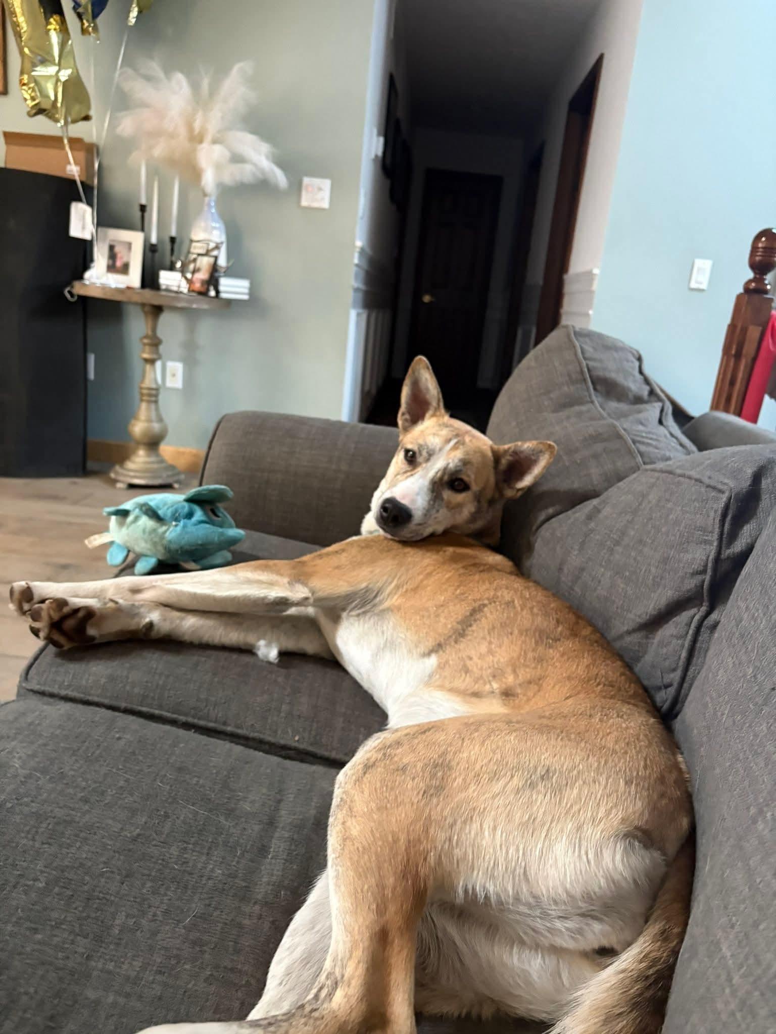 Enlarge Onyx - In Foster, a ADOPTABLE mixed breed in Kalamazoo, MI image 1/5