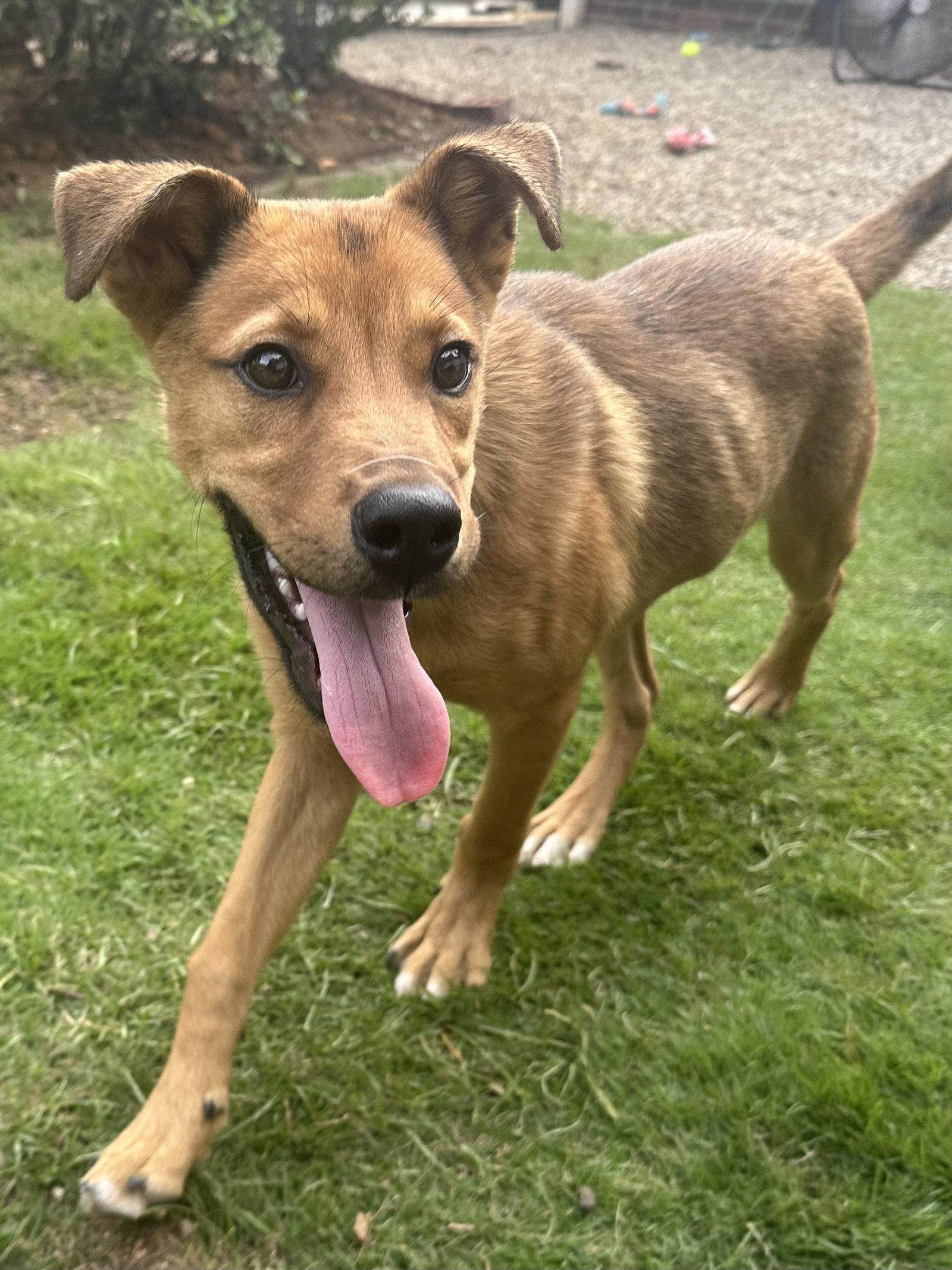 Pluto, Adoptable, Puppy Male Shepherd.