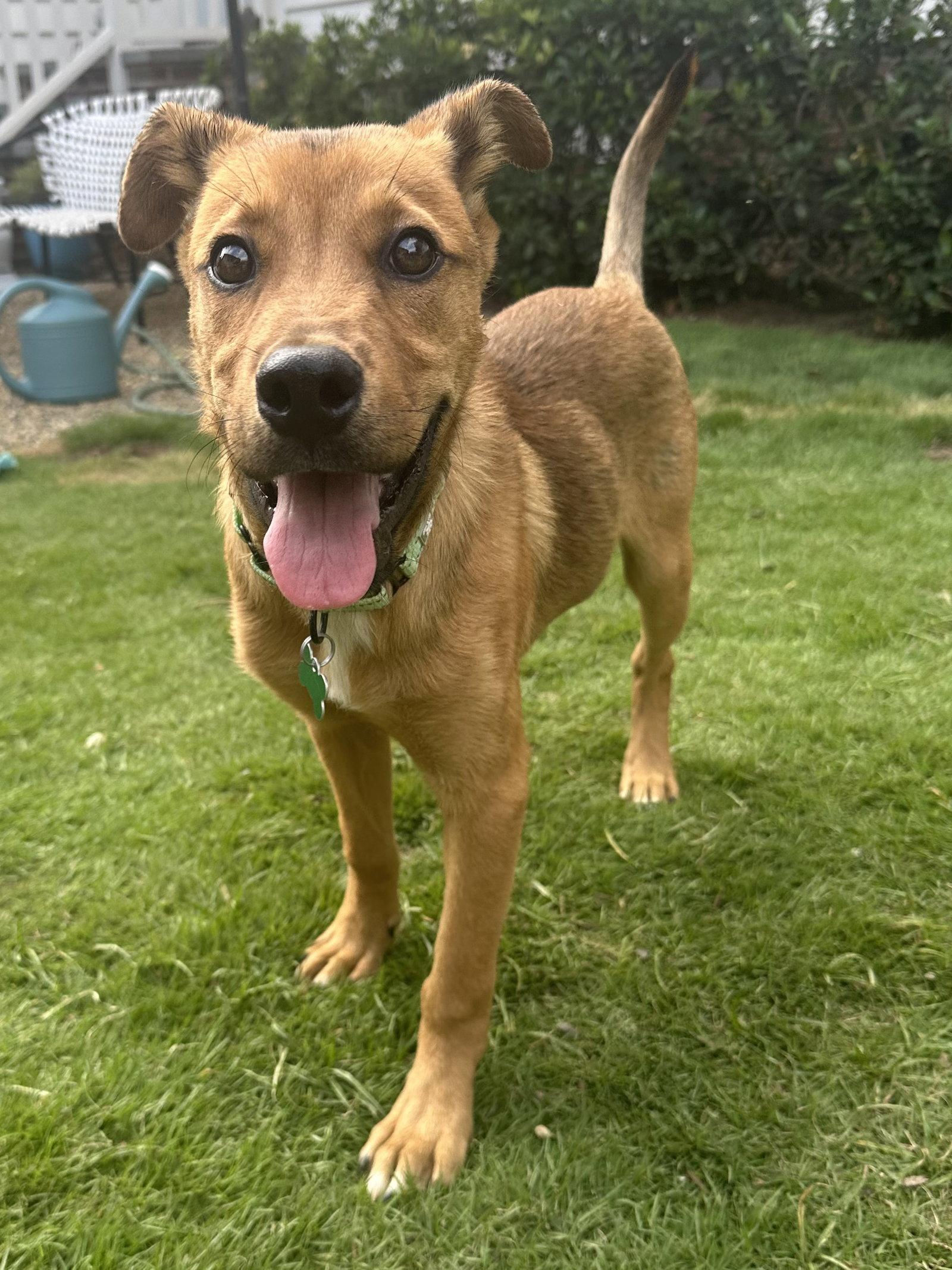 Enlarge Pluto, a Adoptable Shepherd in Charlotte, NC image 2/3