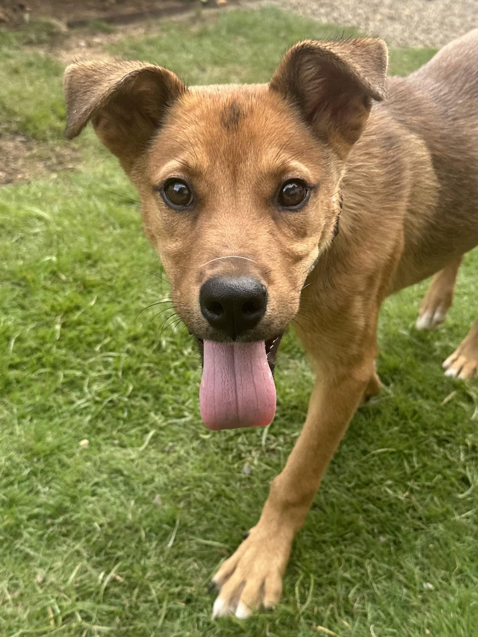 Enlarge Pluto, a Adoptable Shepherd in Charlotte, NC image 3/3