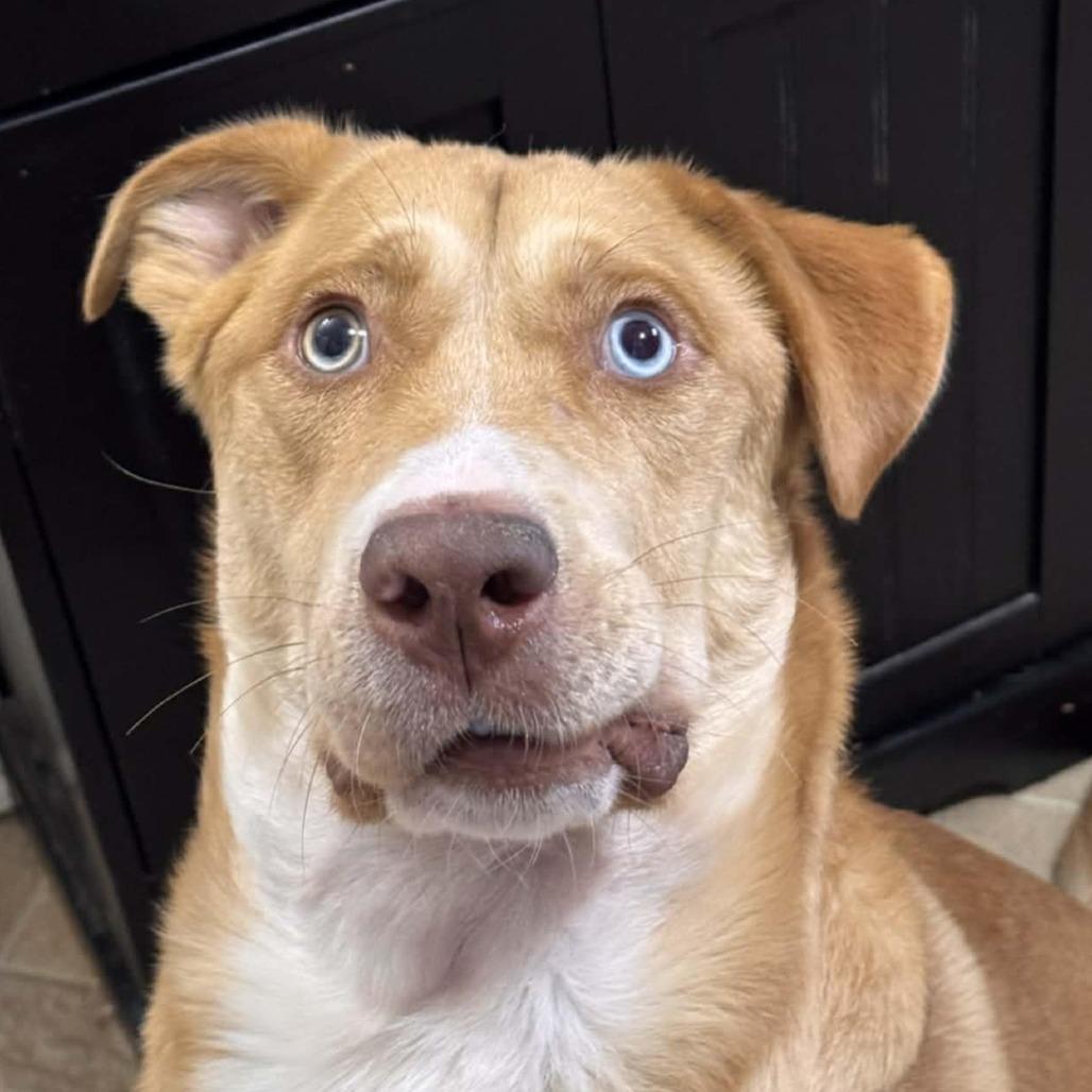 Nakoa aka Bently AC — thumbnail 4