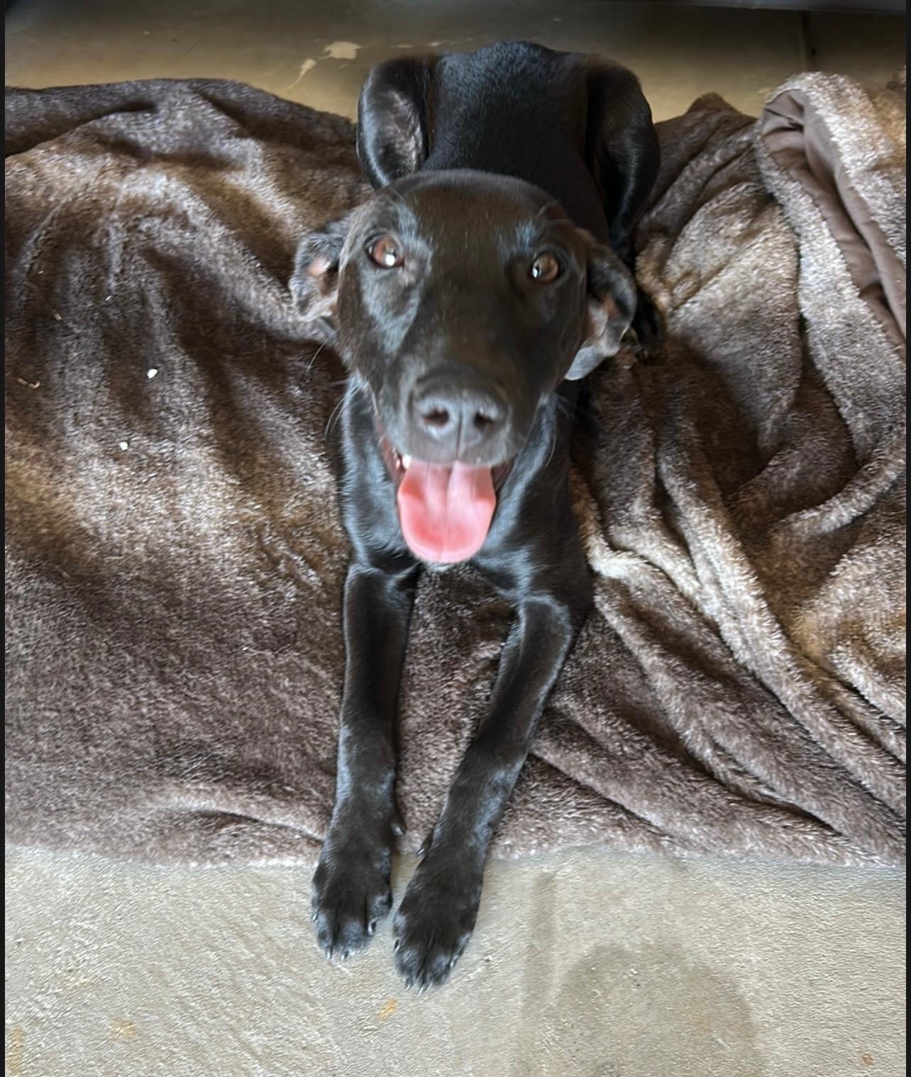 Lucy, a Adoptable mixed breed in Valley Center, KS image 2/3