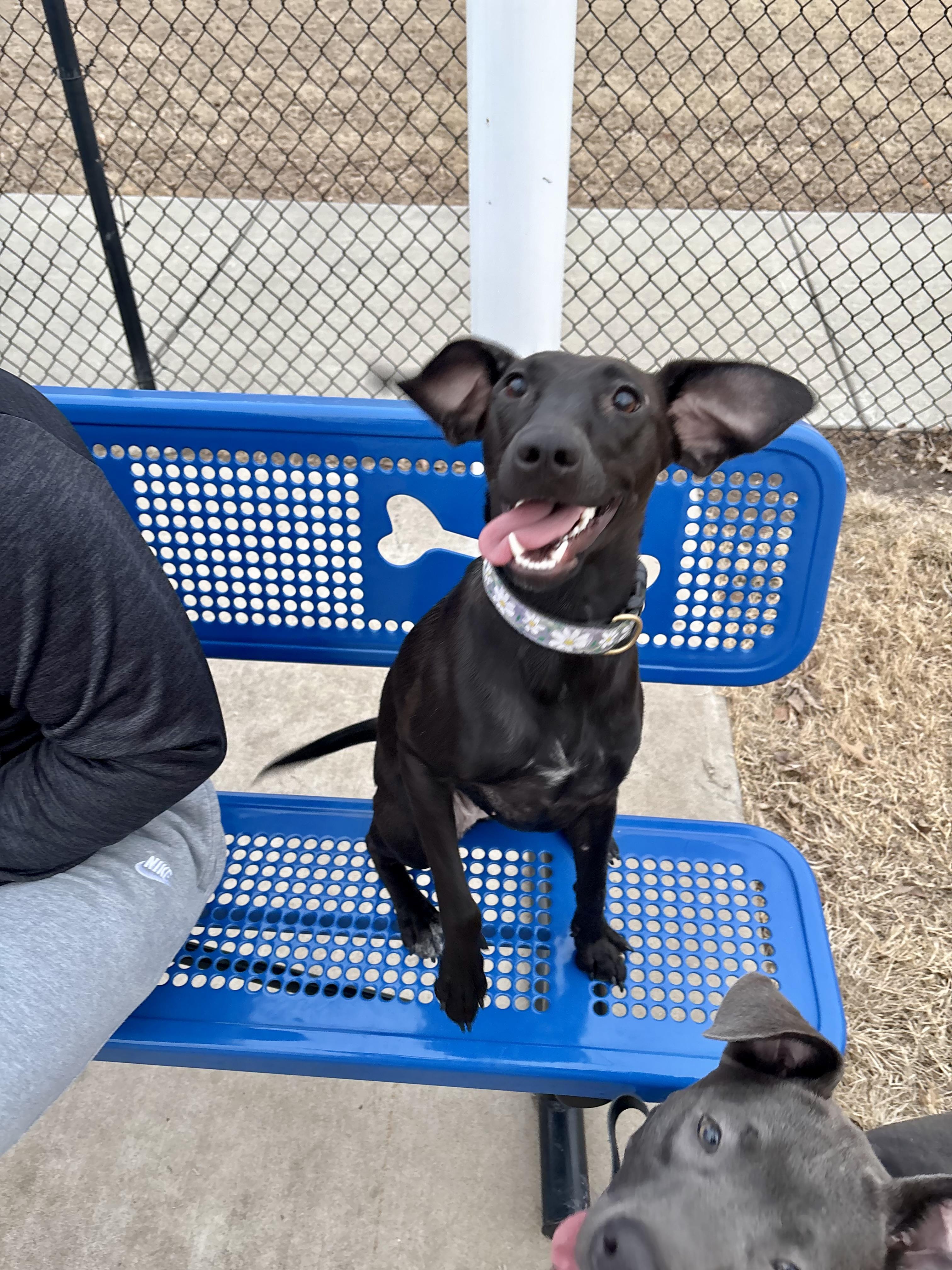 Enlarge Lucy, an adopted mixed breed in Valley Center, KS image 4/6