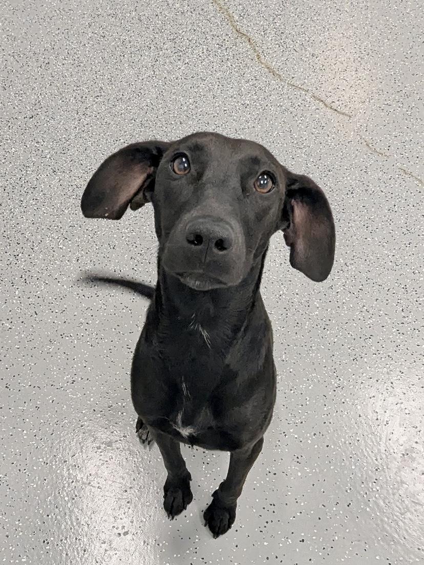 Lucy, Adoptable, Young Female Italian Greyhound & Black Labrador Retriever.