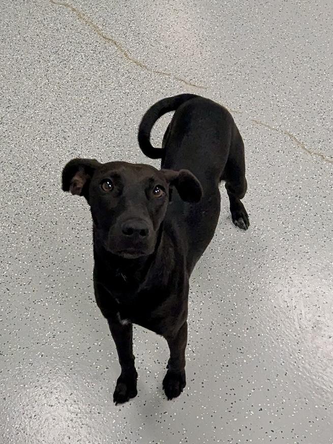Lucy, a Adoptable mixed breed in Valley Center, KS image 3/3