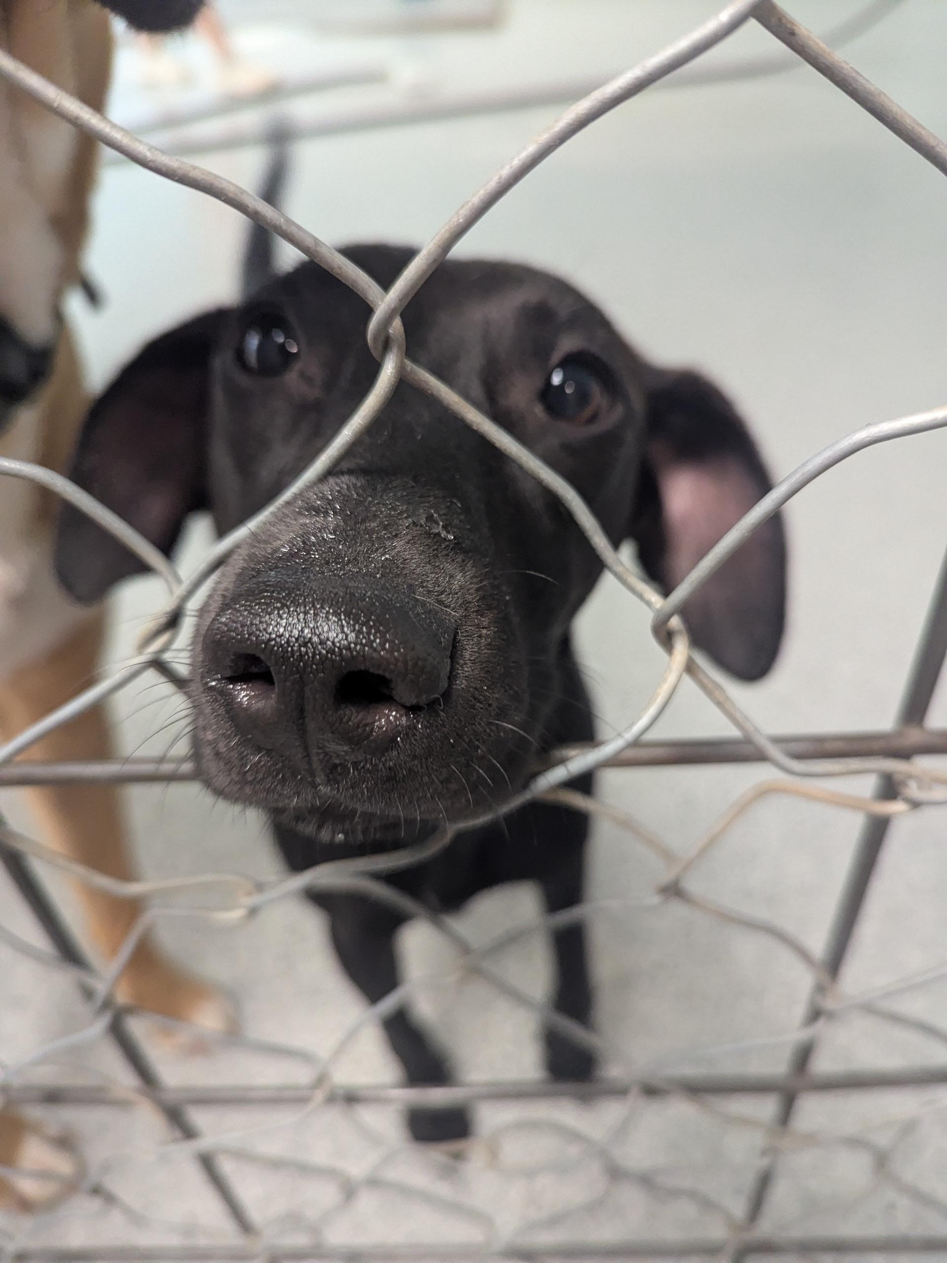 Enlarge Lucy, an adopted mixed breed in Valley Center, KS image 5/6
