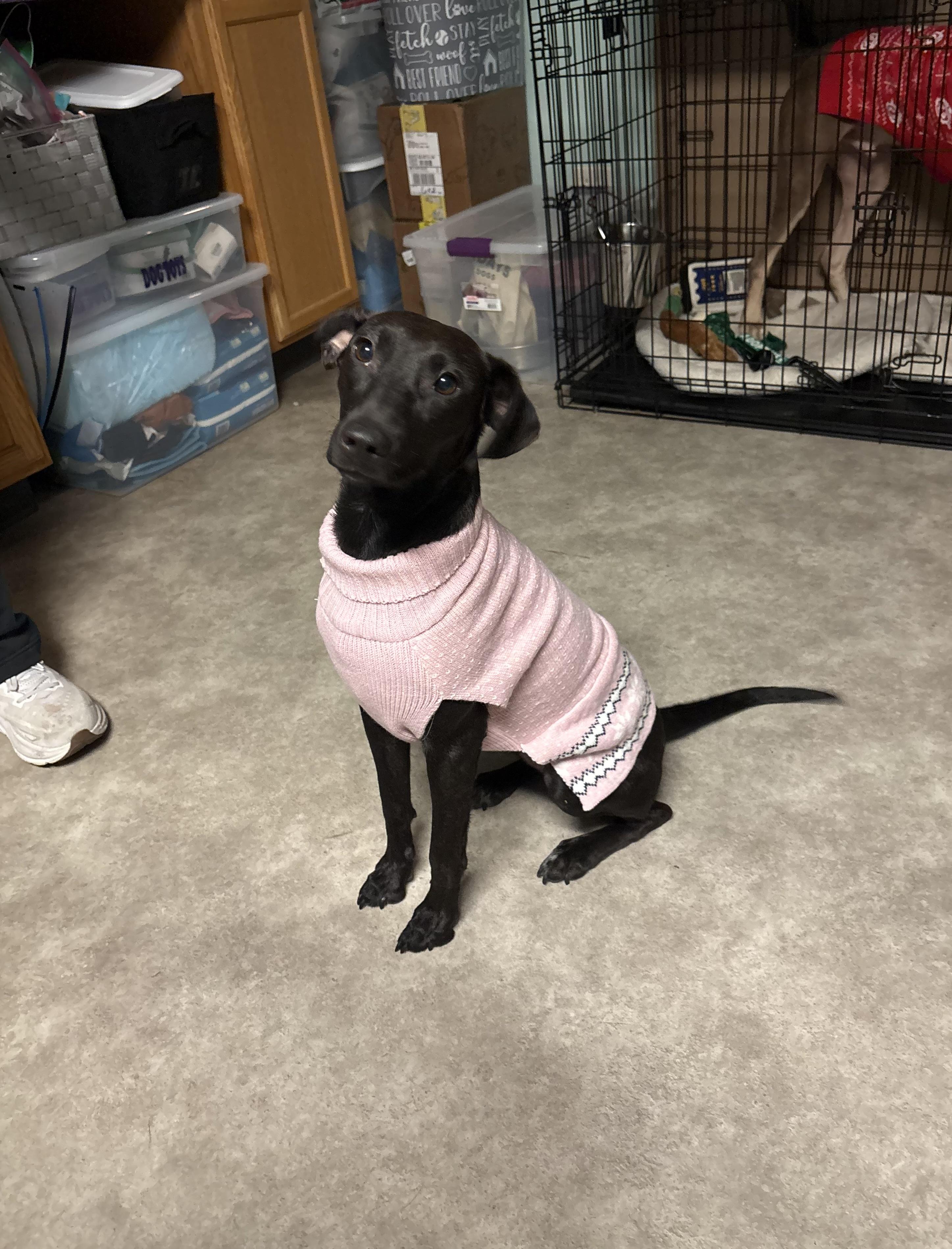 Enlarge Lucy, an adopted mixed breed in Valley Center, KS image 6/6