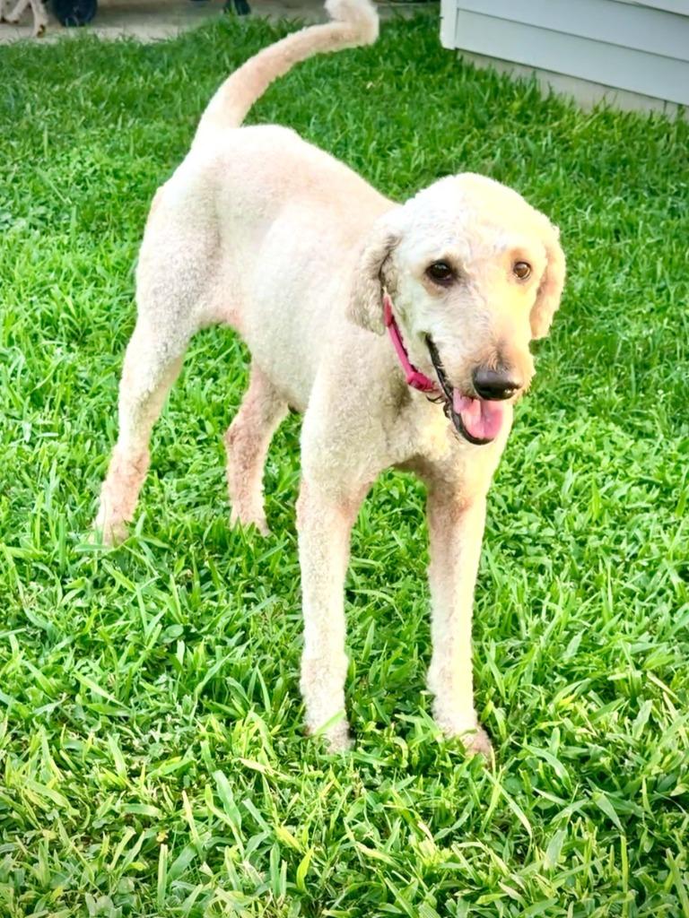 Enlarge Sophie (In Foster), a Adopted mixed breed in New Orleans, LA image 1/4