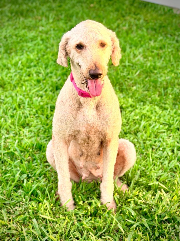 Enlarge Sophie (In Foster), a Adopted mixed breed in New Orleans, LA image 2/4