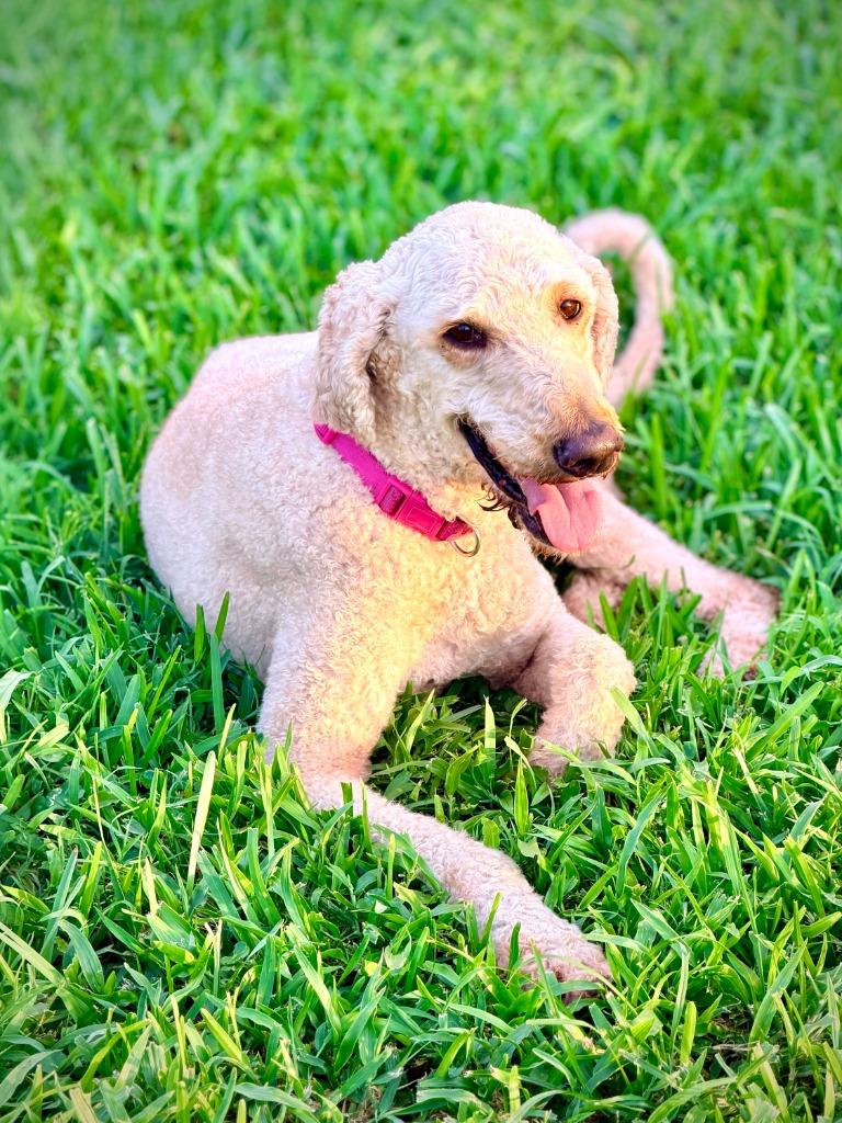 Enlarge Sophie (In Foster), a Adopted mixed breed in New Orleans, LA image 3/4