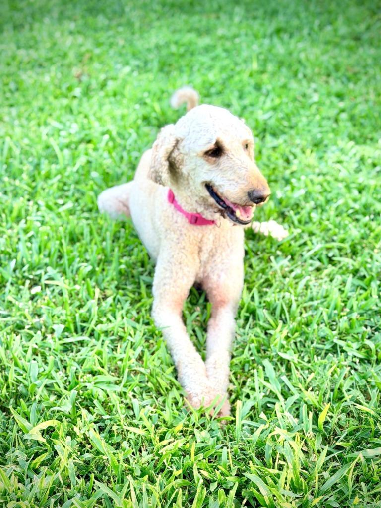 Enlarge Sophie (In Foster), a Adopted mixed breed in New Orleans, LA image 4/4