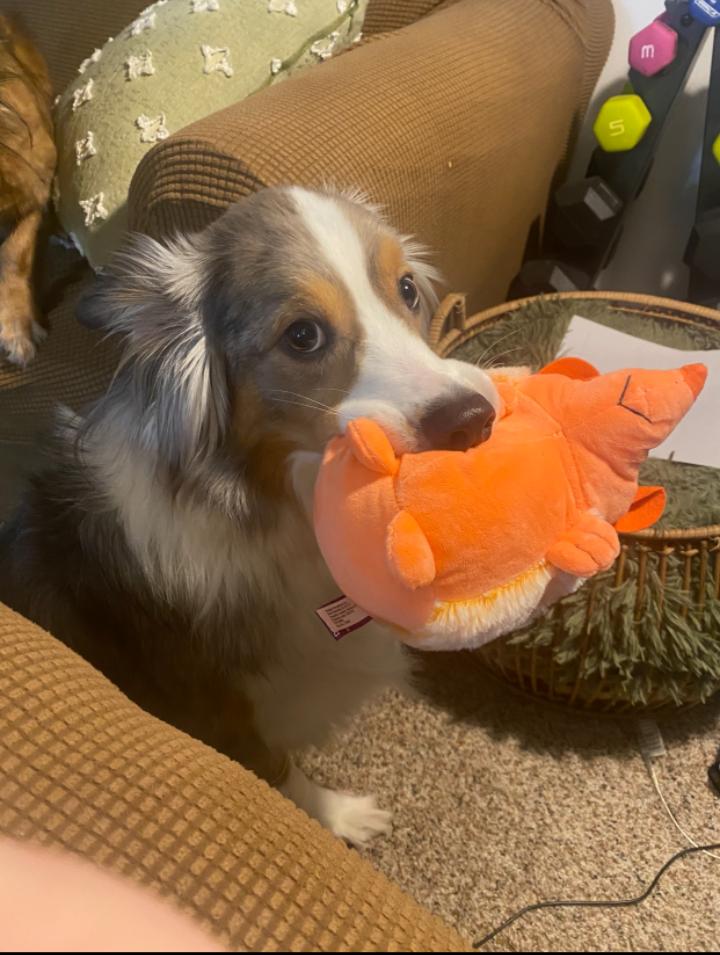 Enlarge Chip!, a ADOPTABLE Australian Shepherd in Omaha, NE image 1/4
