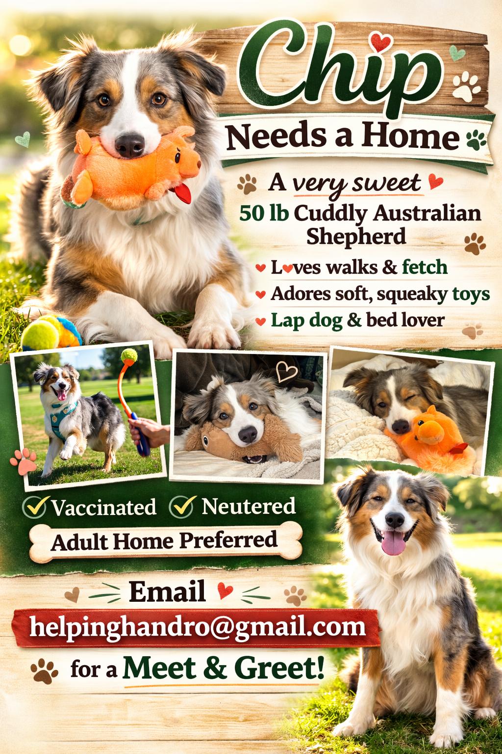 Enlarge Chip!, a ADOPTABLE Australian Shepherd in Omaha, NE image 4/4