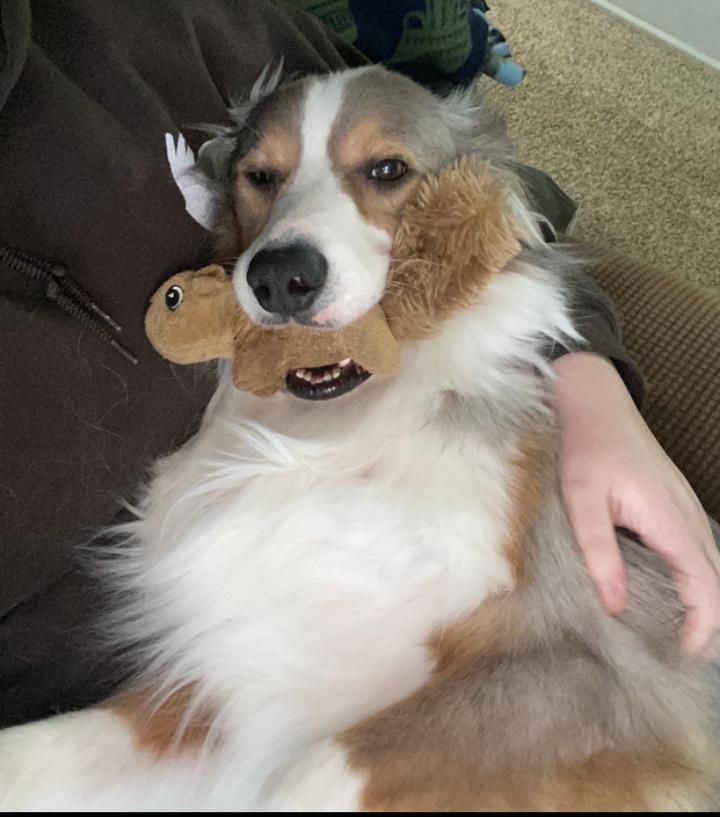 Enlarge Chip!, a ADOPTABLE Australian Shepherd in Omaha, NE image 3/4